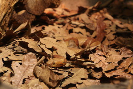 broad banded copperhead