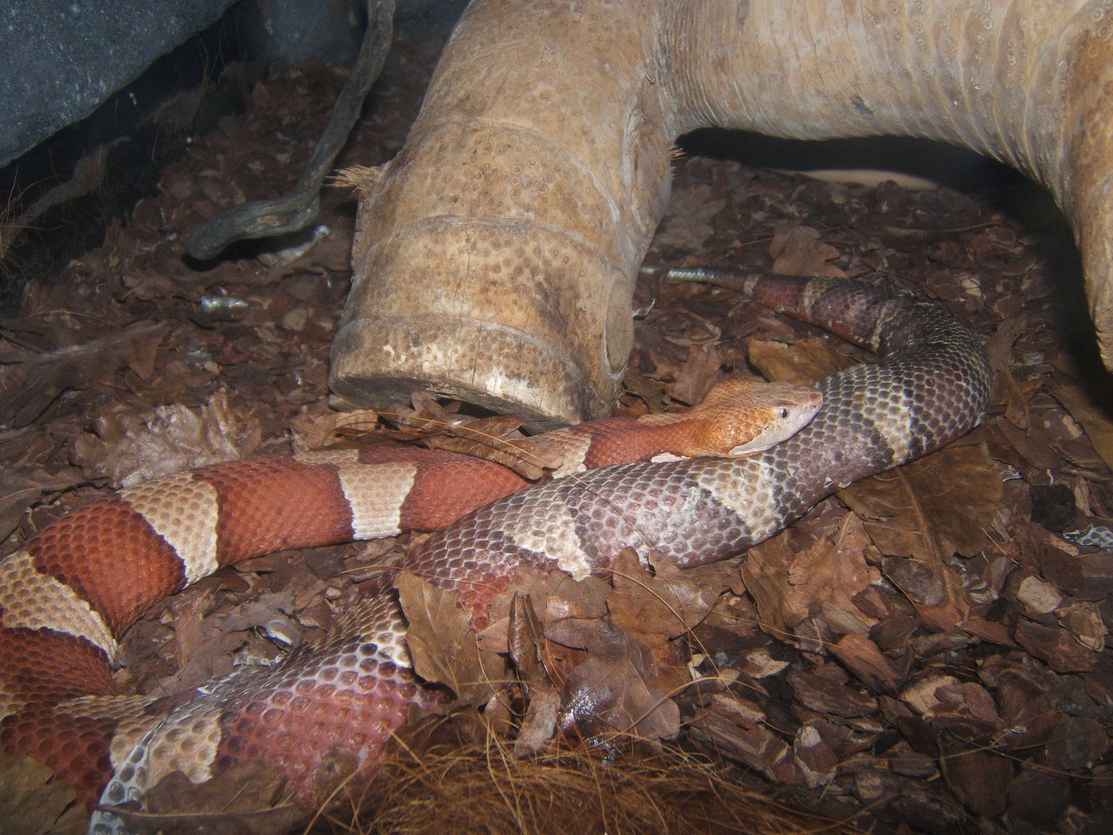 Broad-banded Copperhead