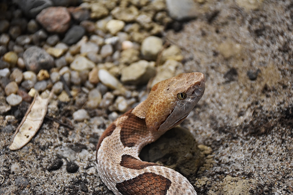 broad-banded Copperhead