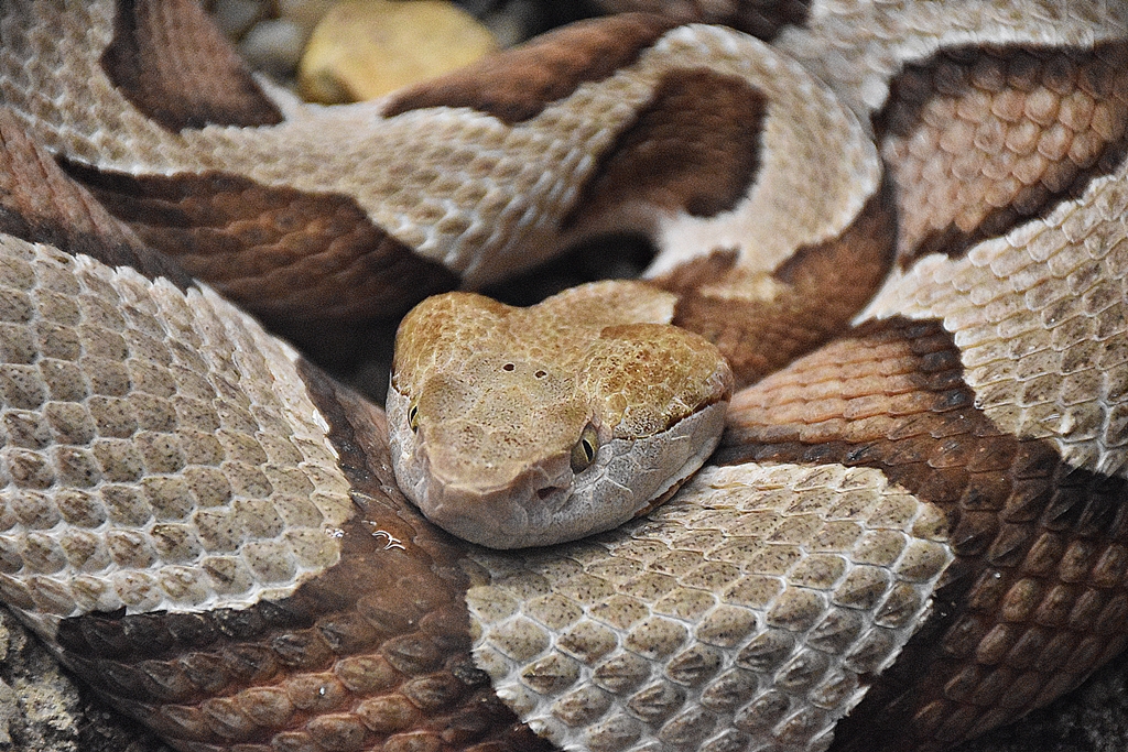 broad-banded Copperhead