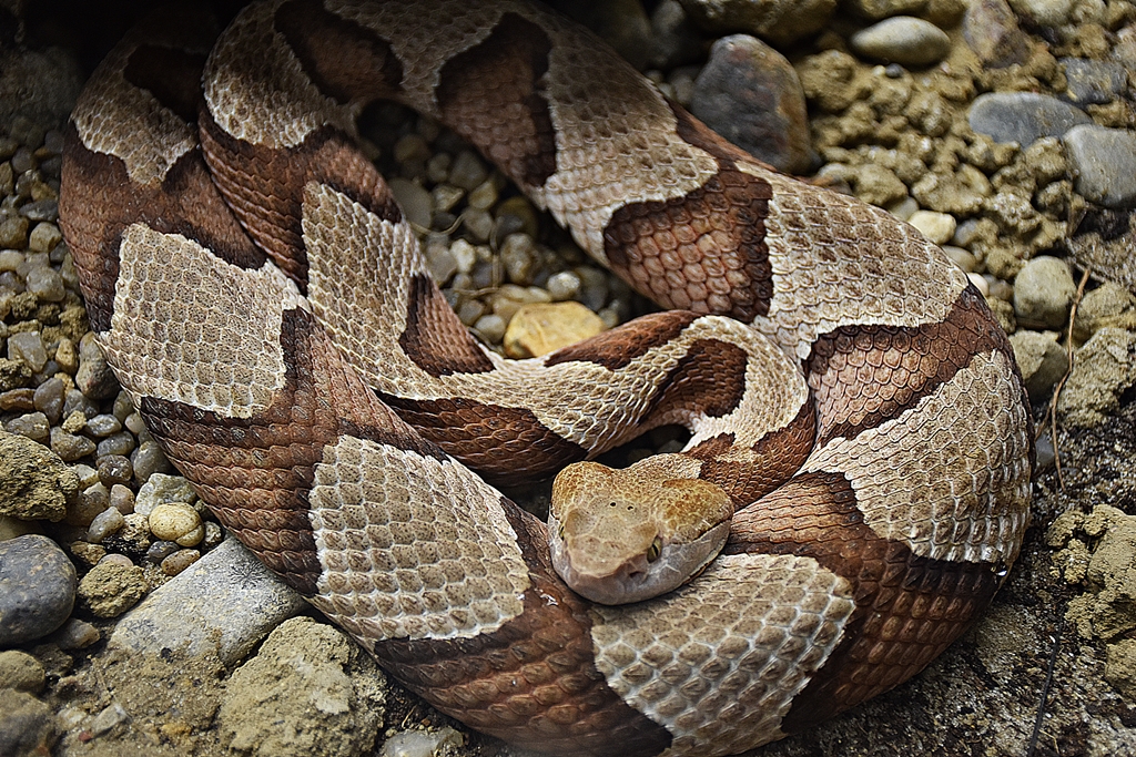 broad-banded Copperhead