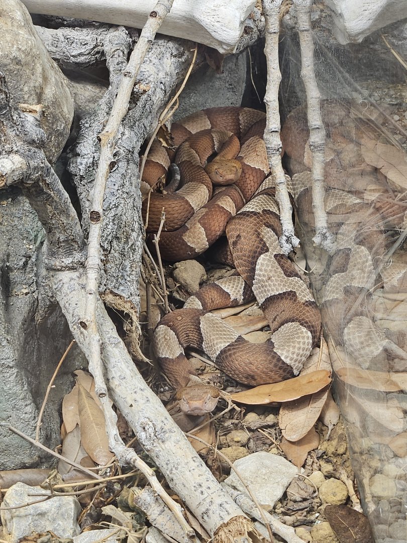 Broad-banded copperheads