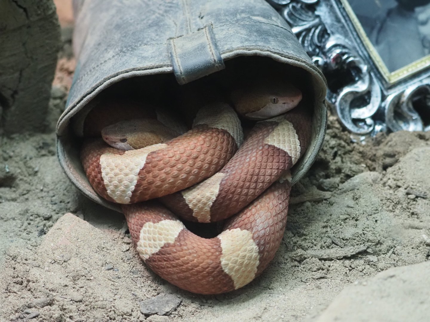 Broad Banded Copperheads