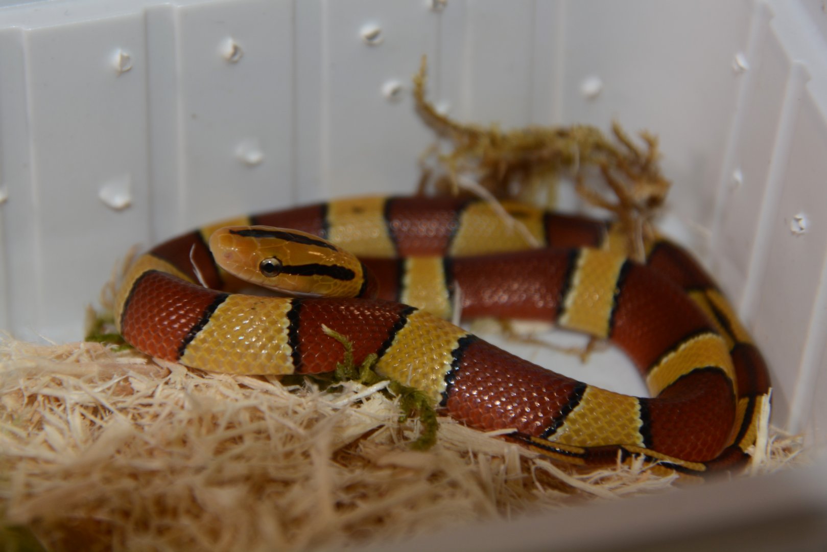 Broad-banded mountain ratsnake (Oreocryptophis porphyraceus laticinctus)