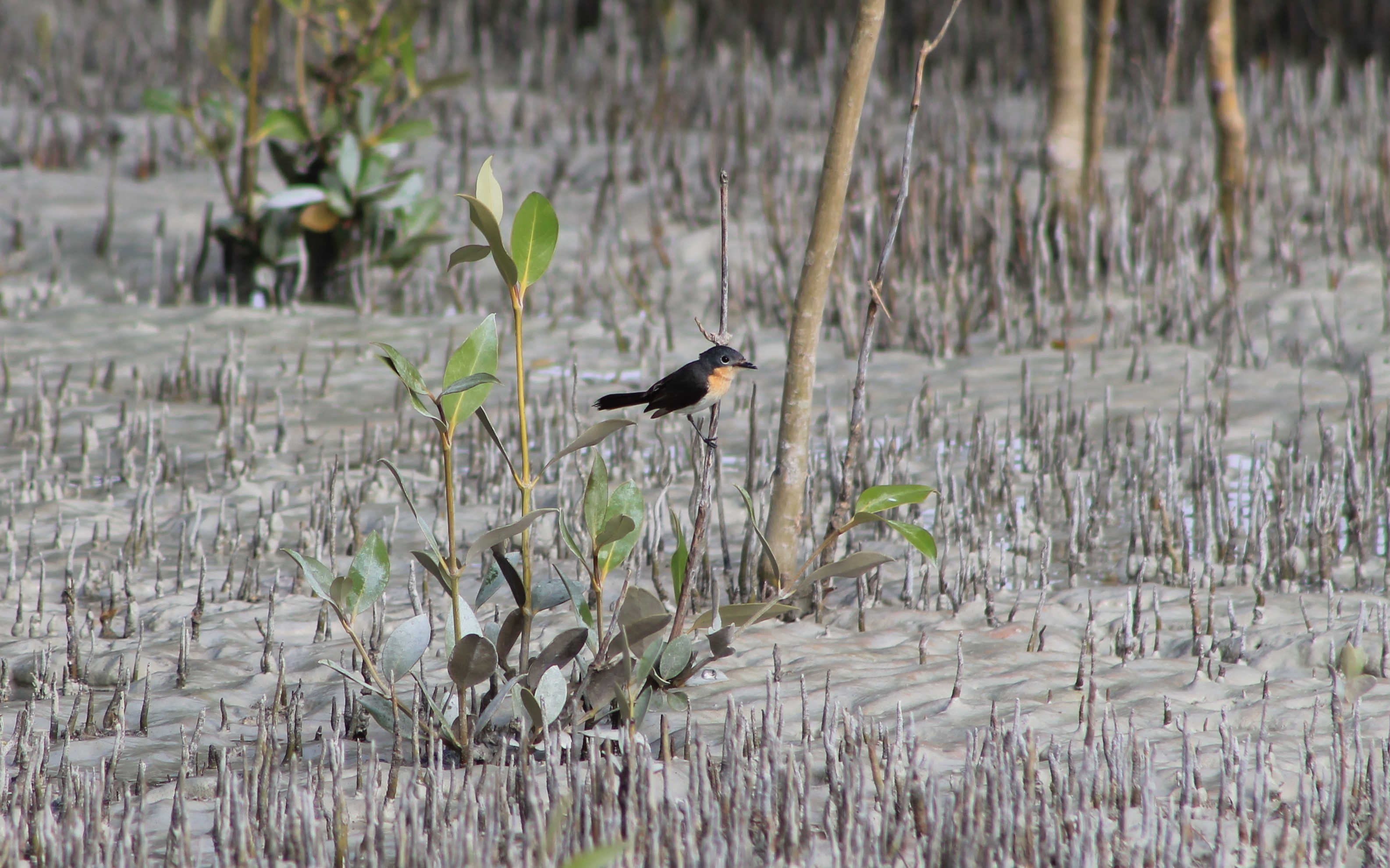 Broad-billed Flycatcher (Myiagra ruficollis)