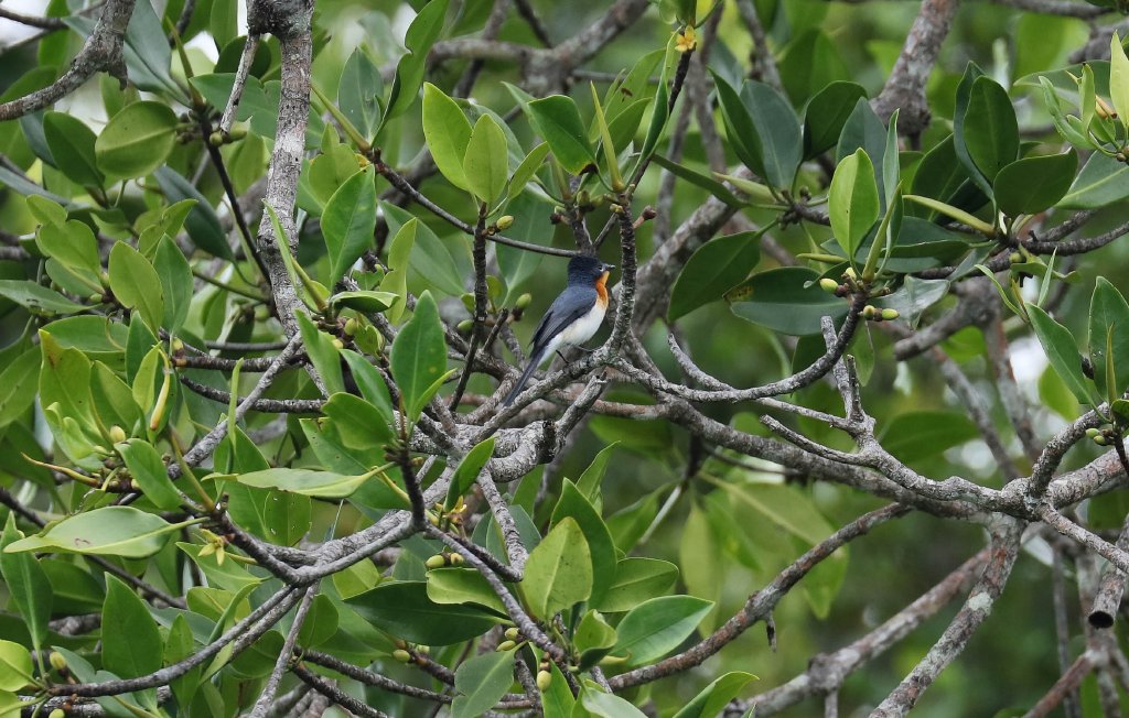Broad-billed Flycatcher