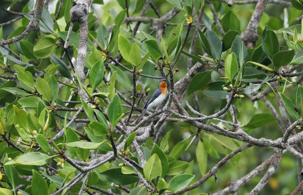 Broad-billed Flycatcher