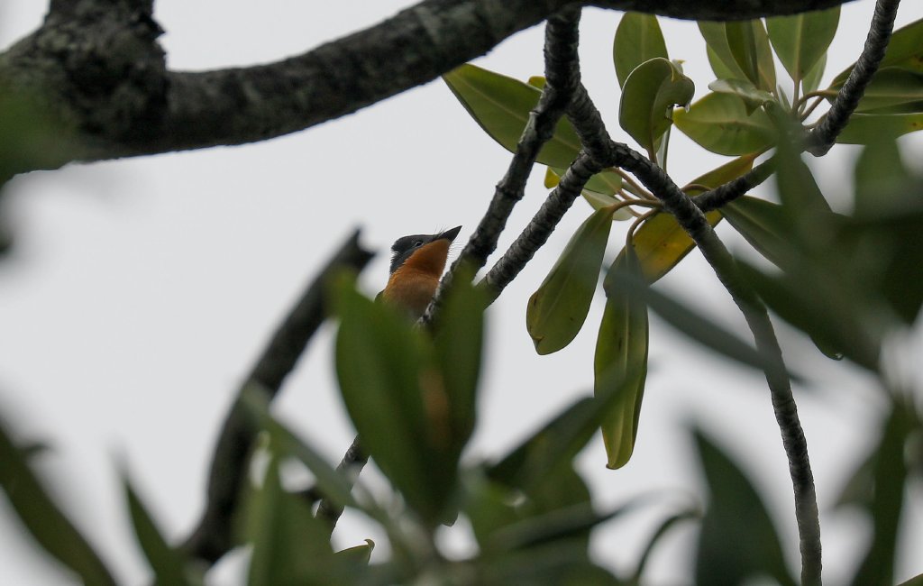 Broad-billed Flycatcher