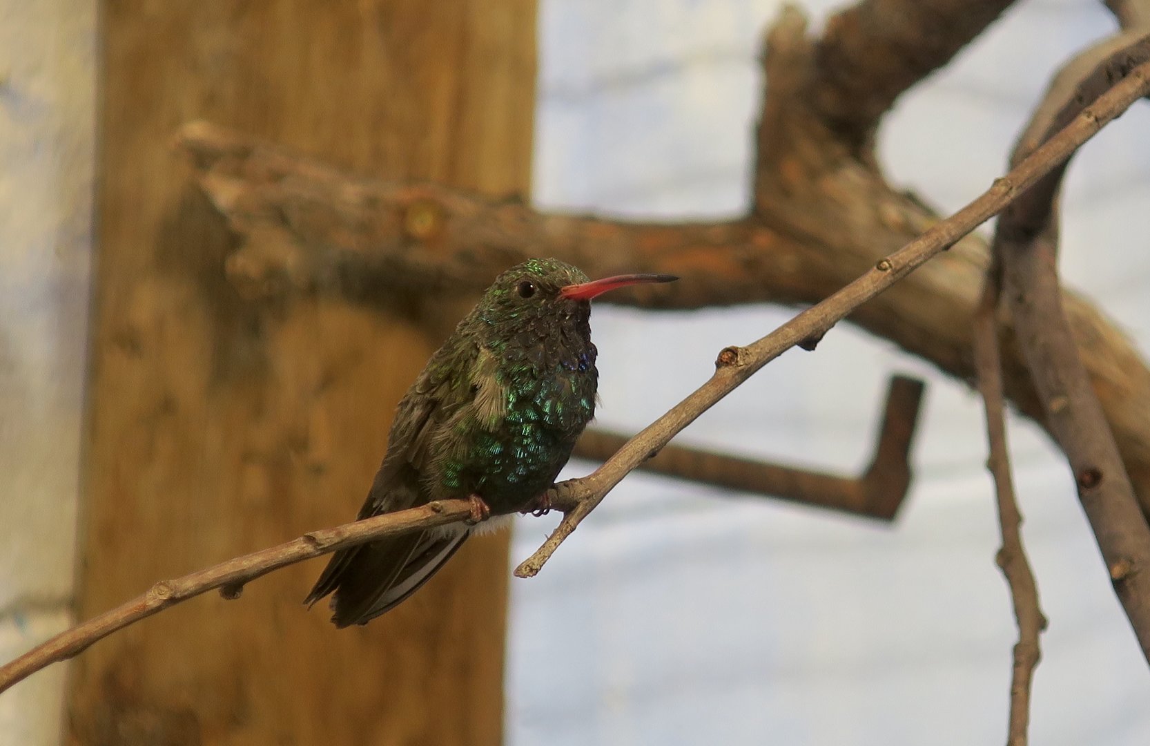 Broad-Billed Hummingbird (Cynanthus latirostris magicus)