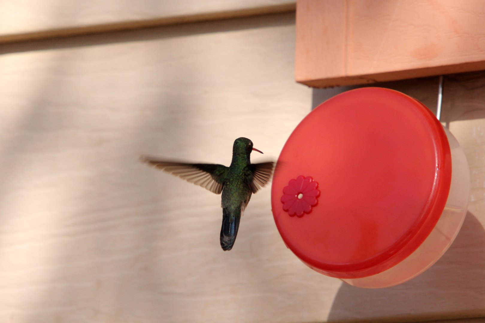 Broad-billed Hummingbird (Cynanthus latirostris)