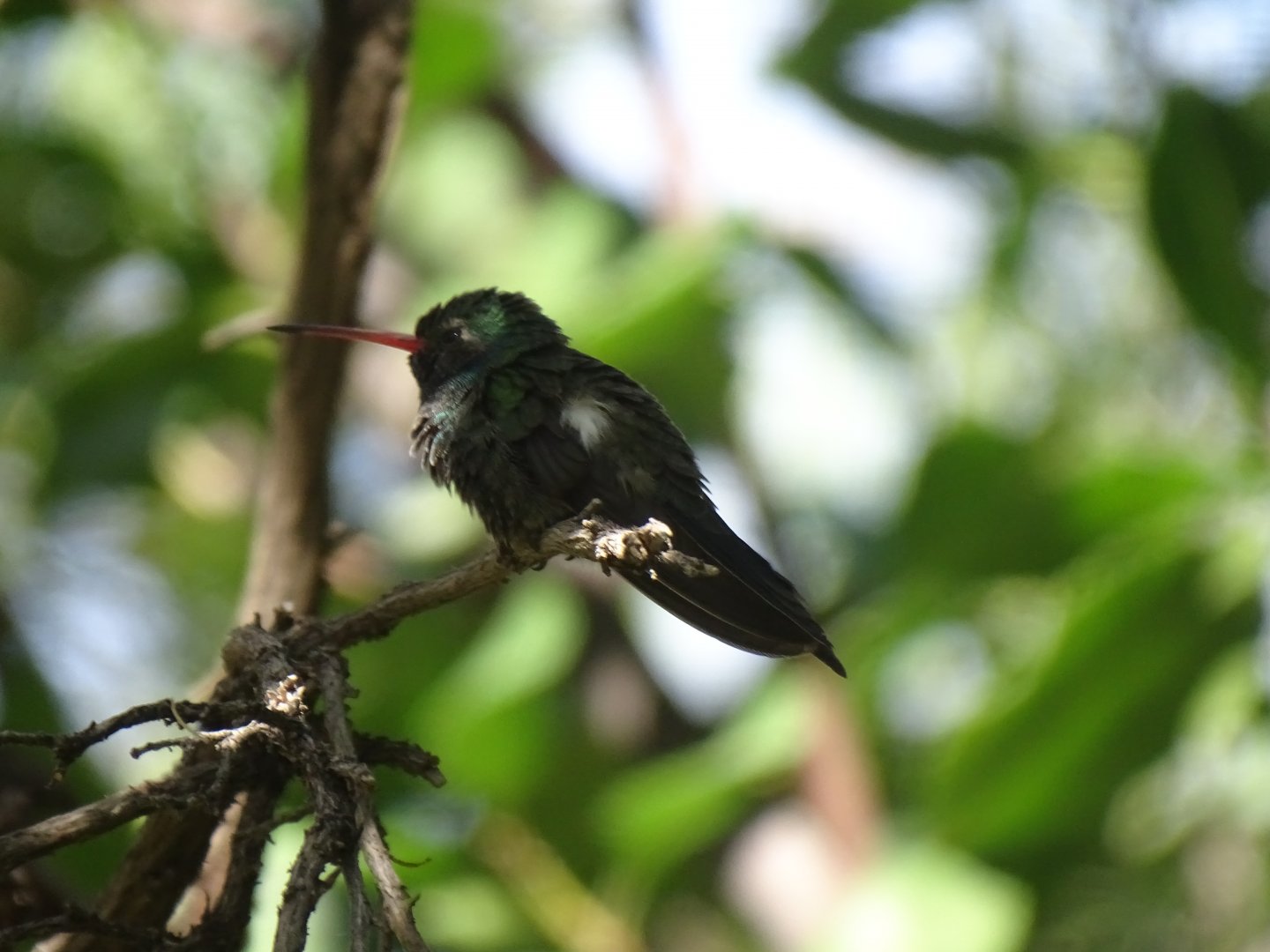 Broad-billed hummingbird (Cynanthus latirostris)