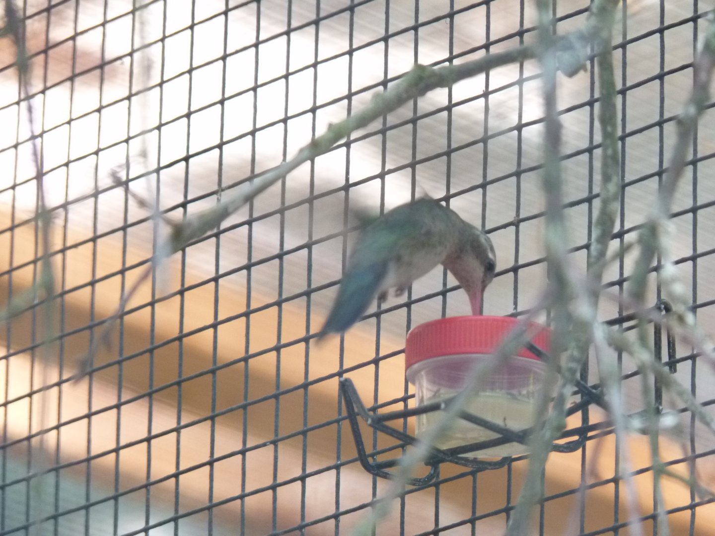 Broad billed hummingbird