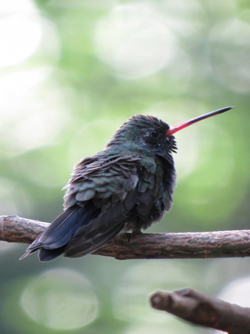 Broad-billed hummingbird