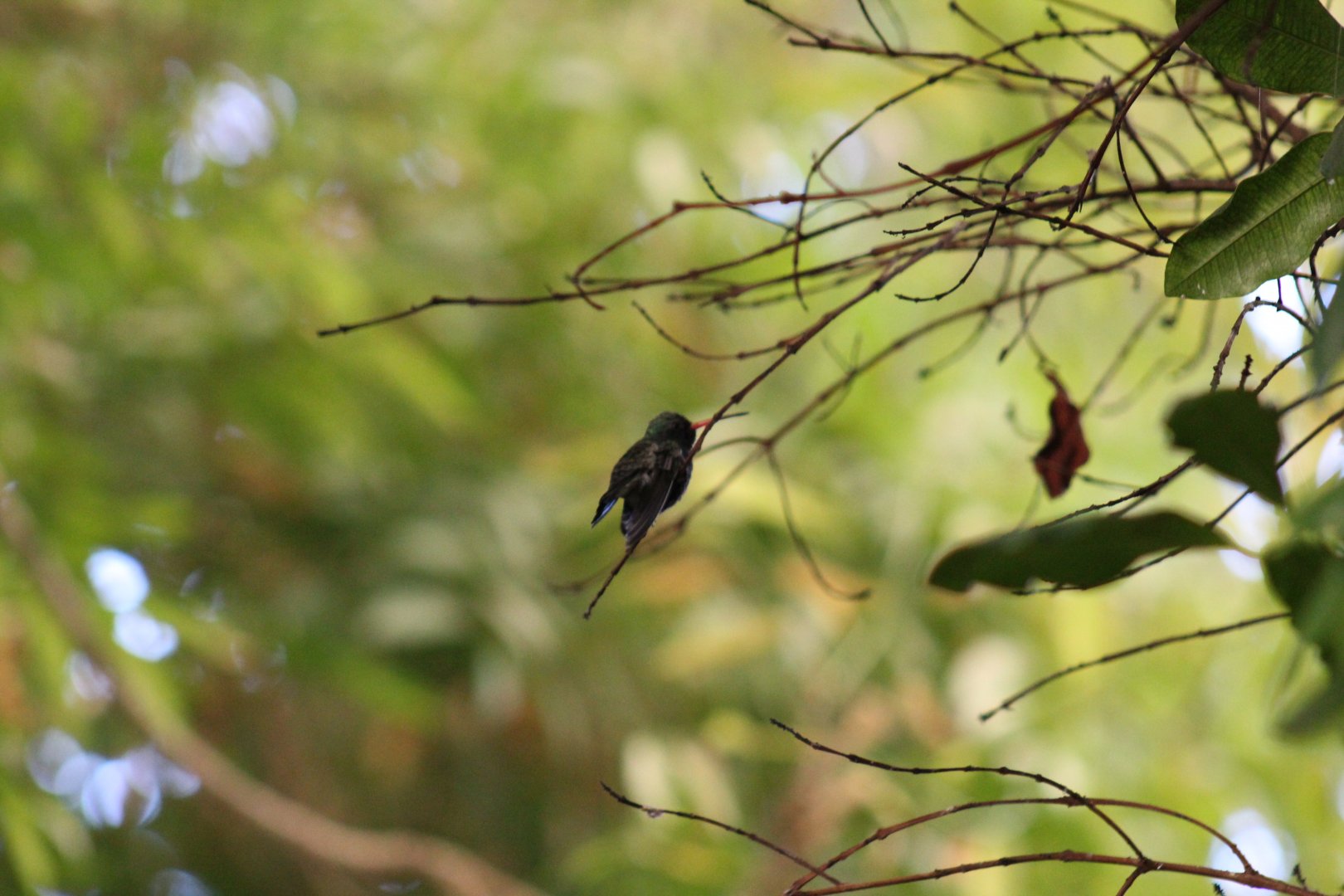 Broad-Billed Hummingbird