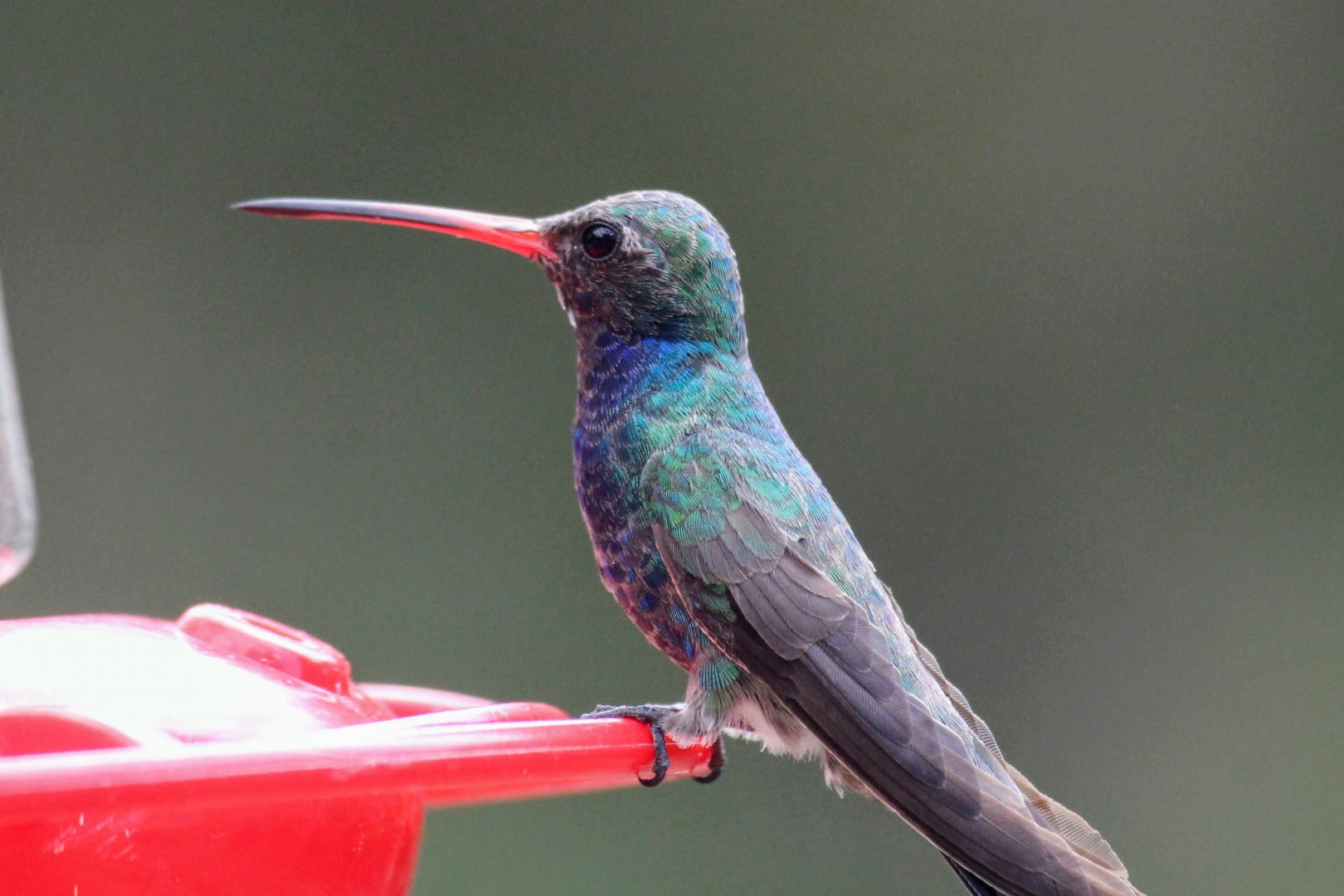 Broad-billed Hummingbird