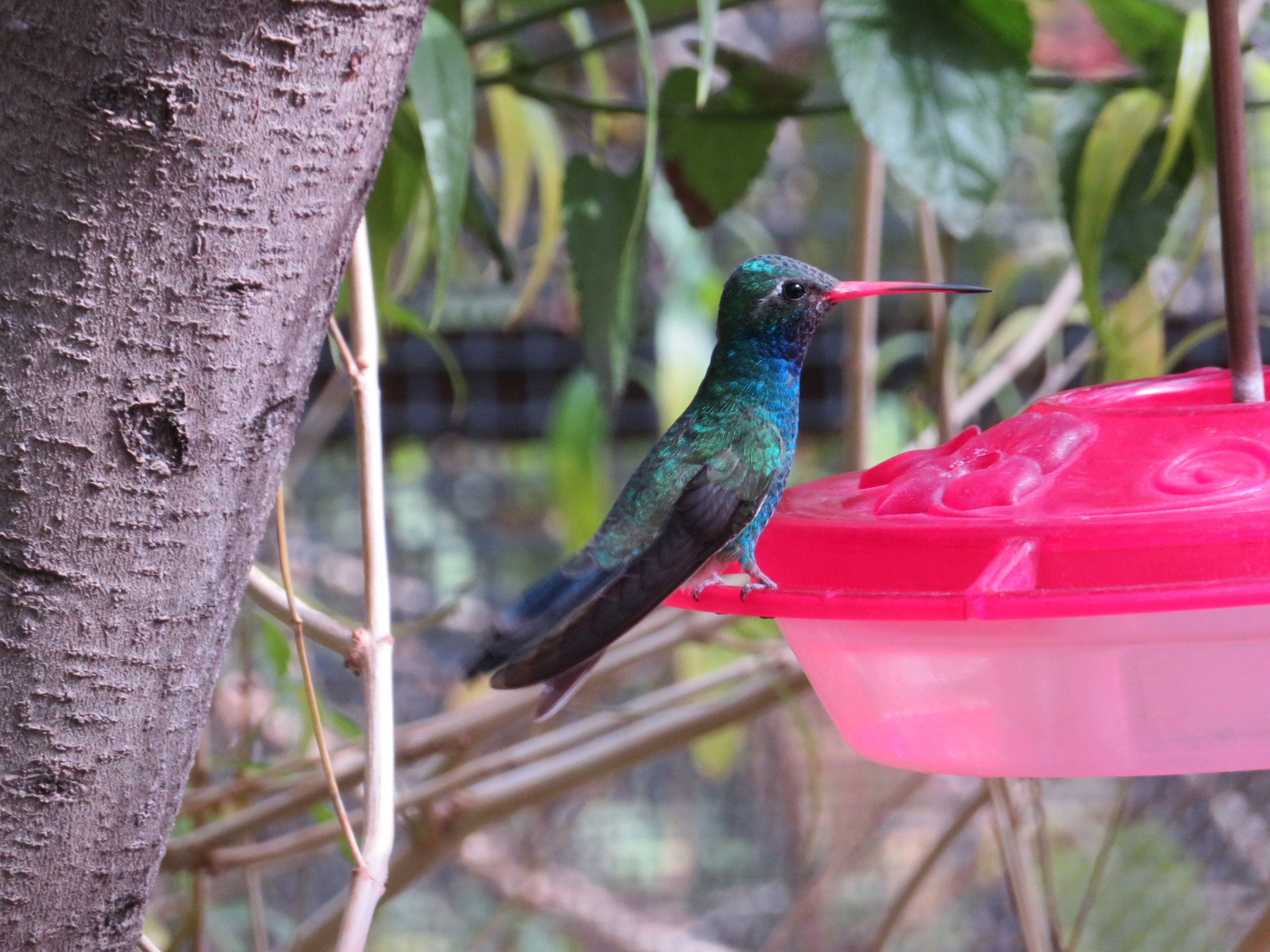 Broad-billed Hummingbird
