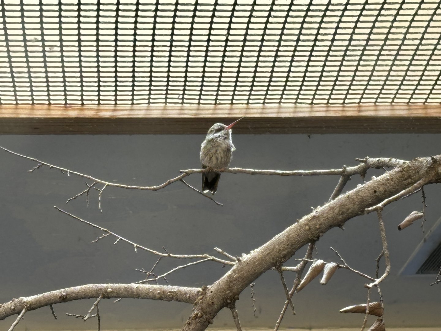 Broad Billed Hummingbird