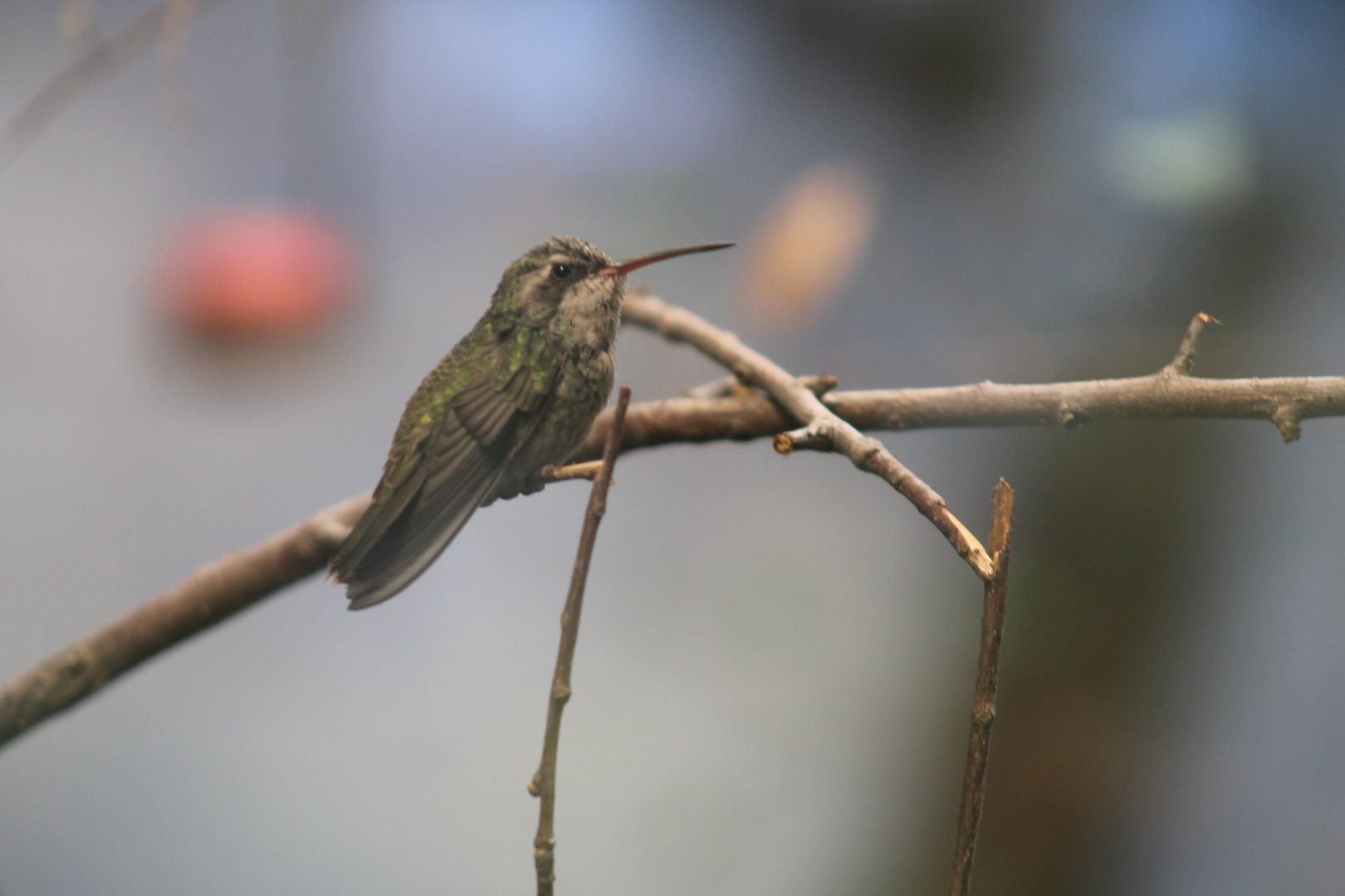 Broad-billed hummingbird