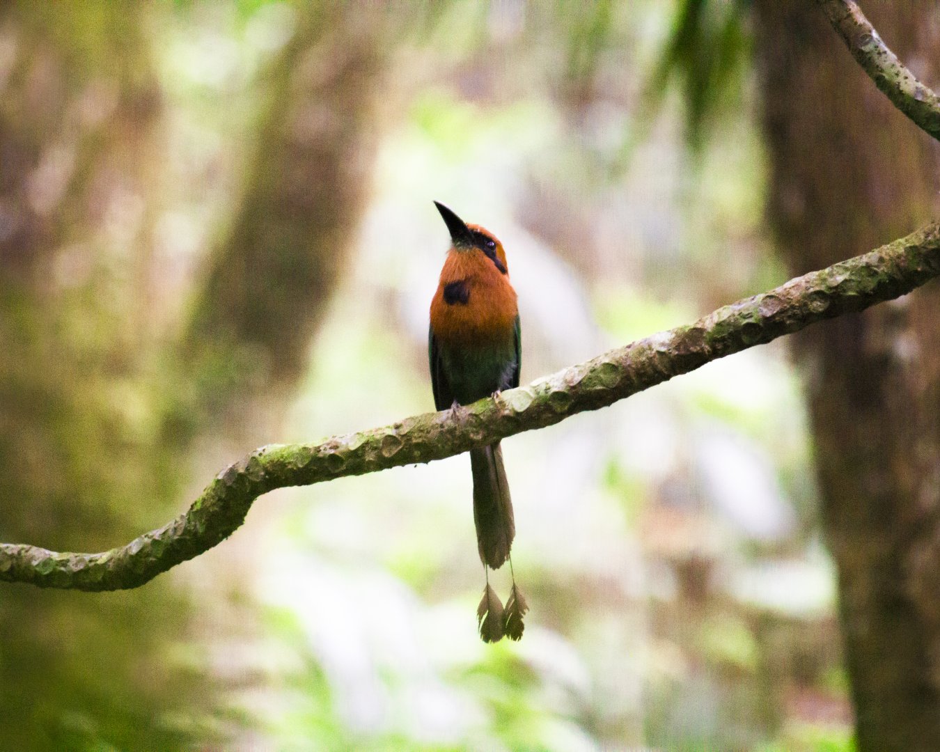 Broad-billed motmot, Electron platyrhynchum