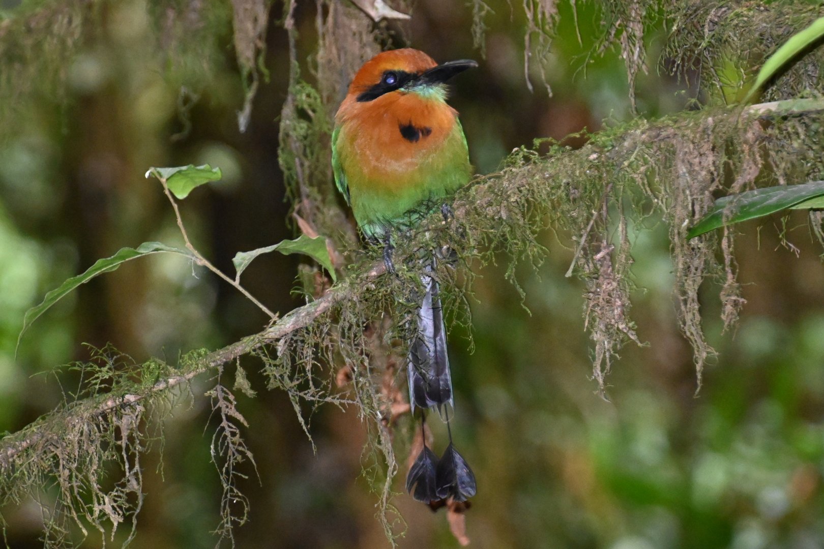 Broad-billed motmot (Electron platyrhynchum)