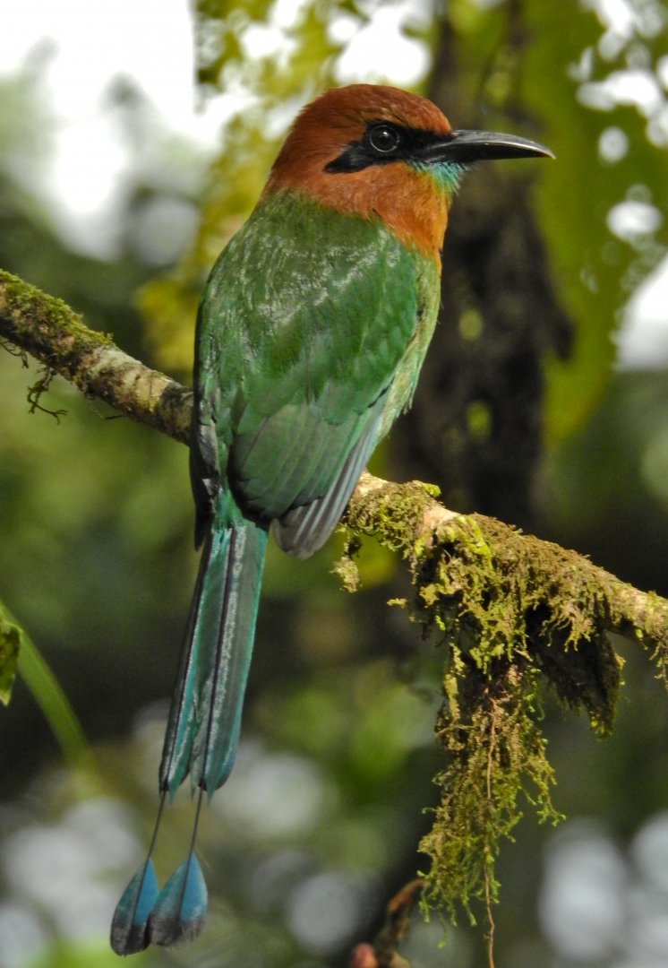 Broad Billed Motmot