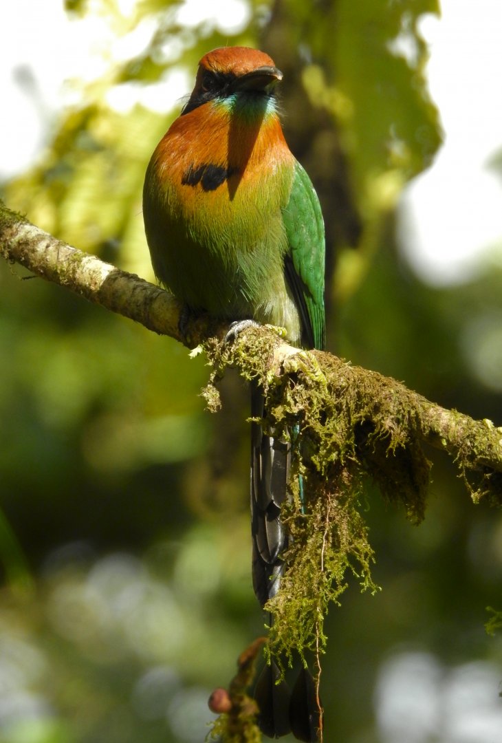 Broad Billed Motmot