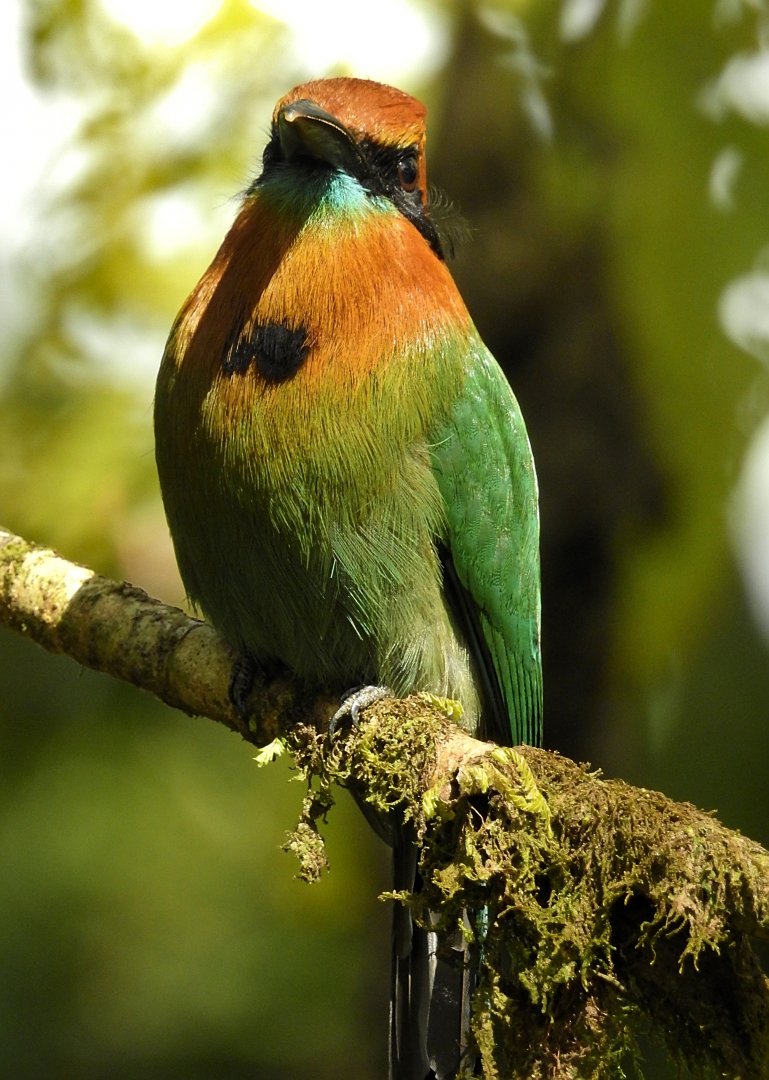 Broad Billed Motmot