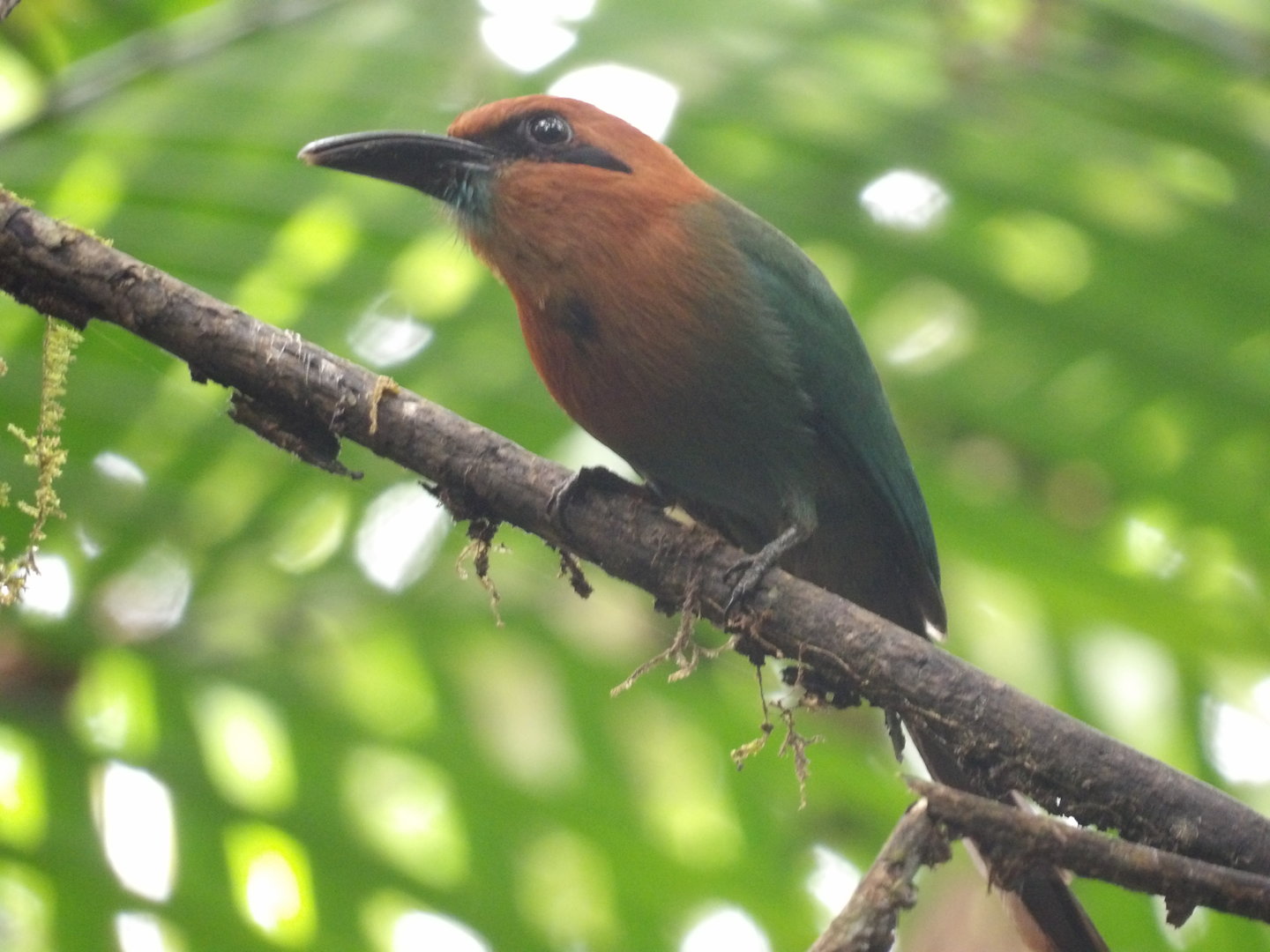 Broad-Billed Motmot