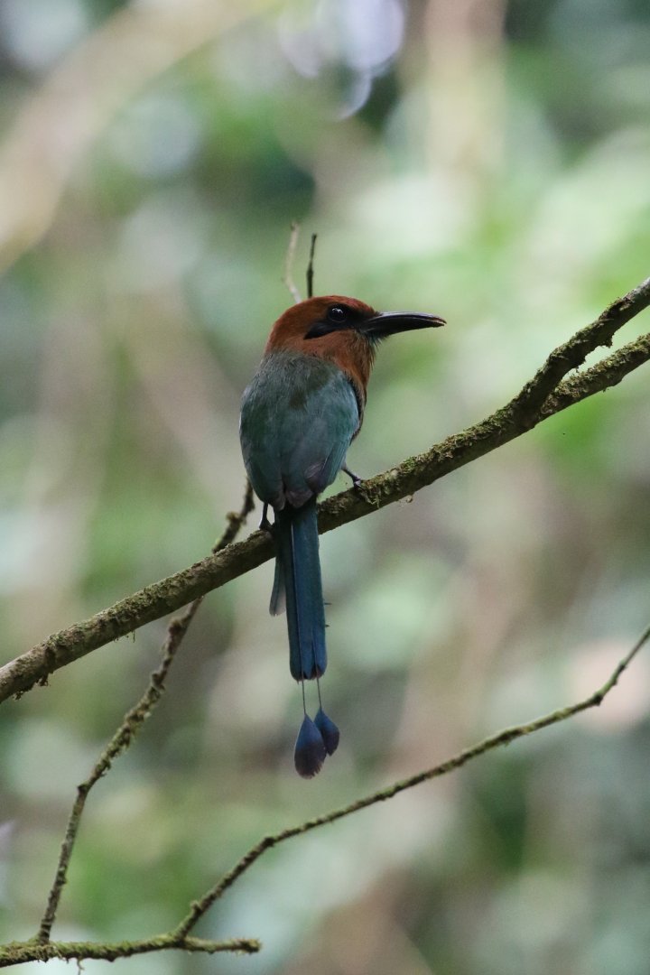 Broad-billed Motmot