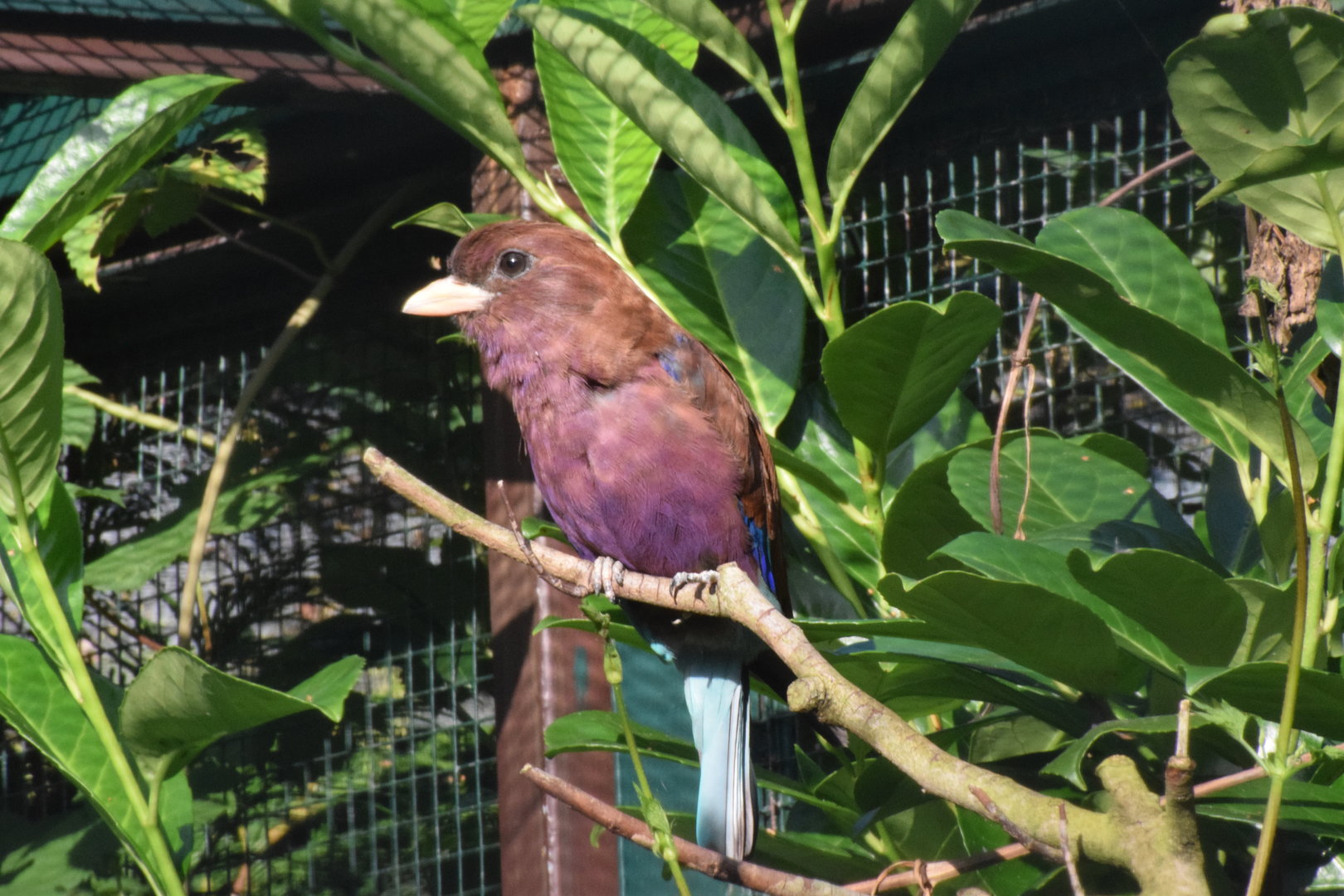 Broad-billed roller - August 2023