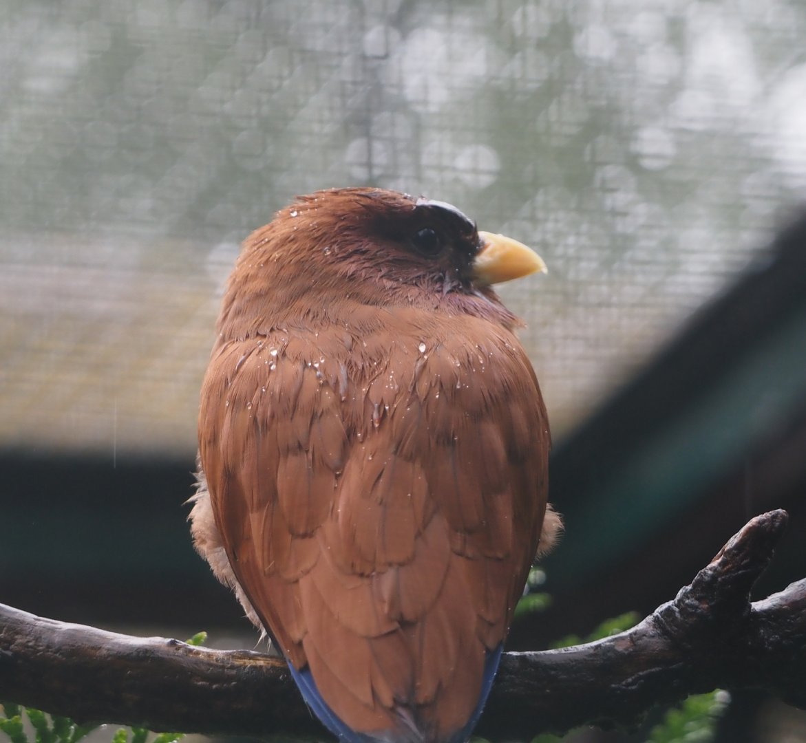 Broad-billed roller (Eurystomus glaucurus), 2024-05-22