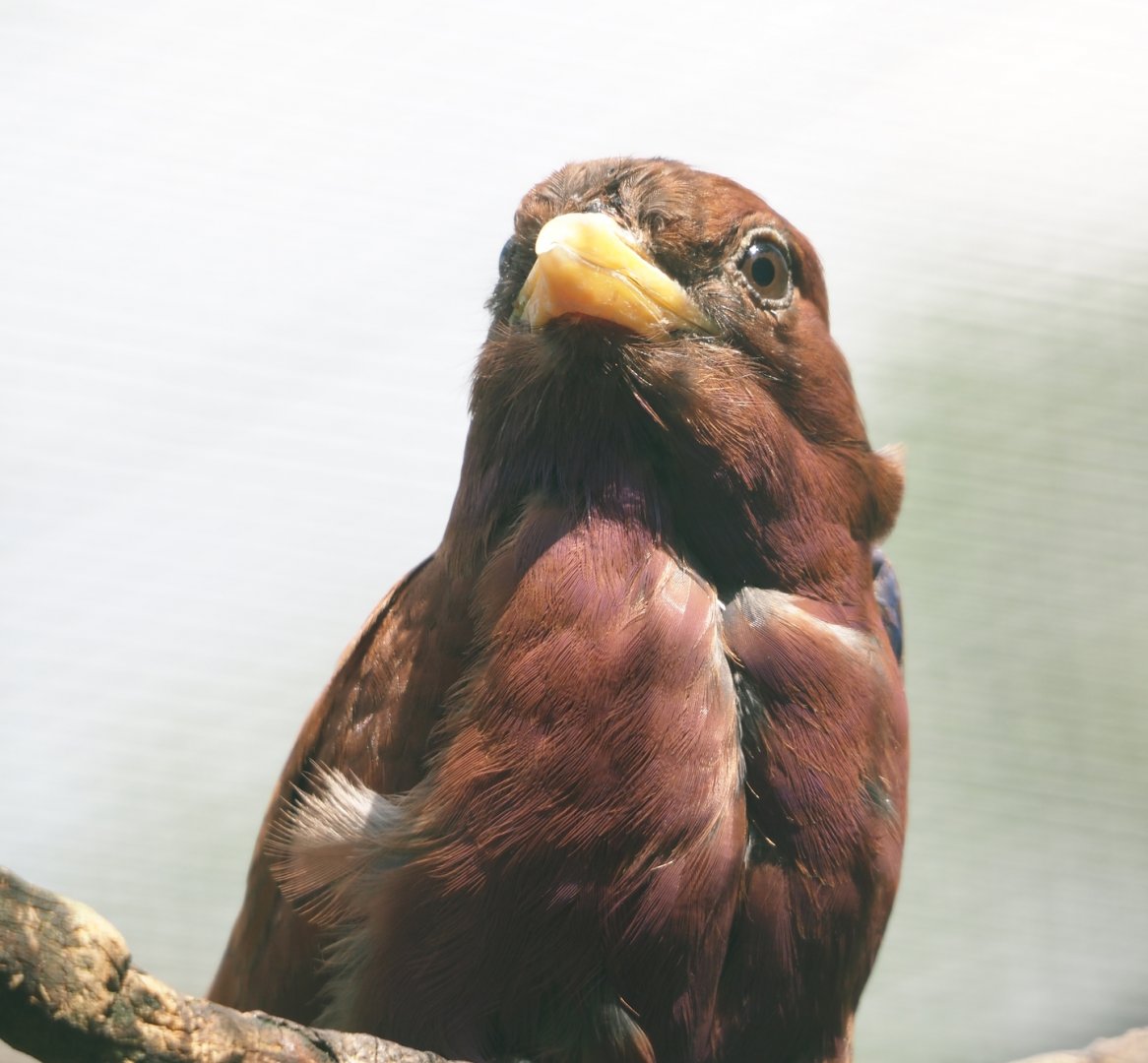 Broad-billed roller (Eurystomus glaucurus), 2024-05-23