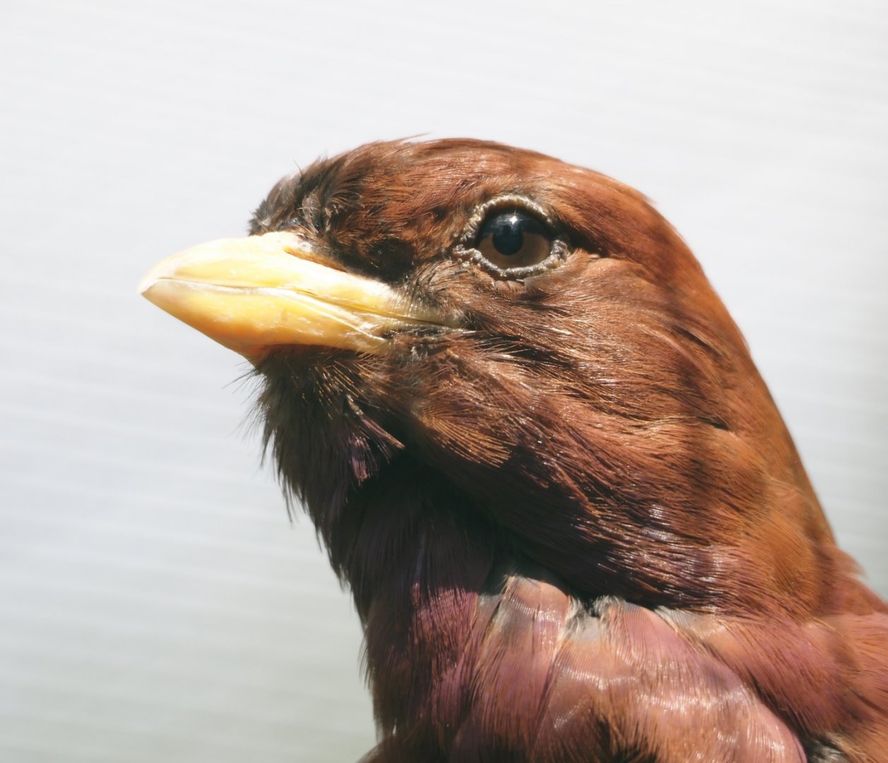 Broad-billed roller (Eurystomus glaucurus), 2024-05-23