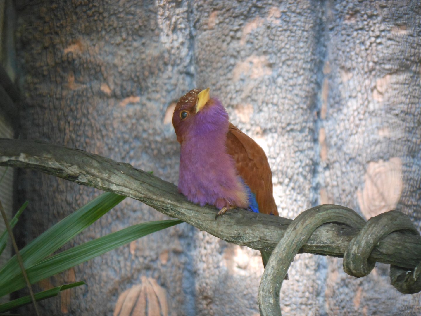 Broad-billed Roller (Eurystomus glaucurus)