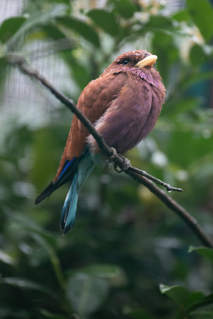 Broad-billed roller (Eurystomus glaucurus)