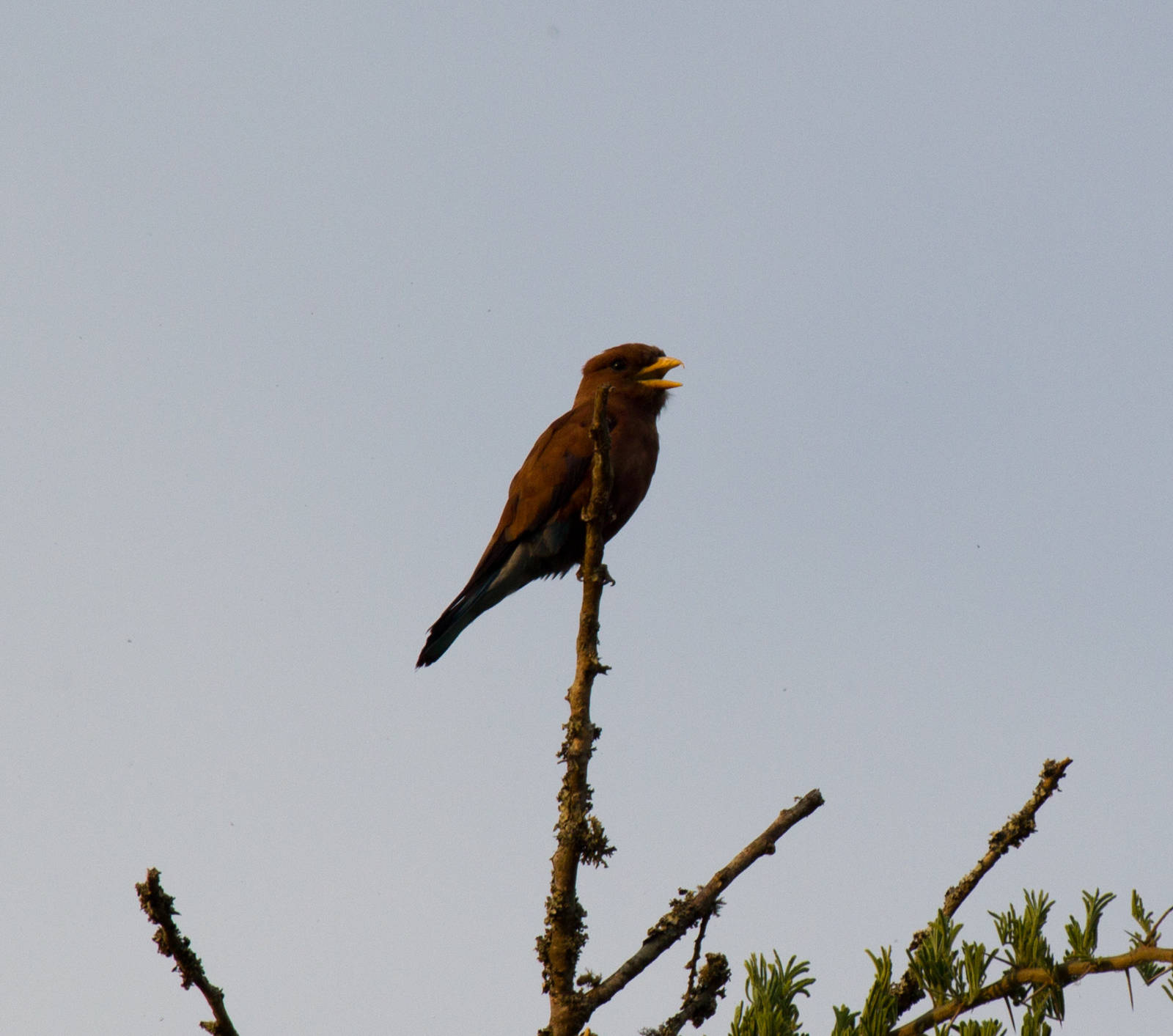 Broad-billed Roller