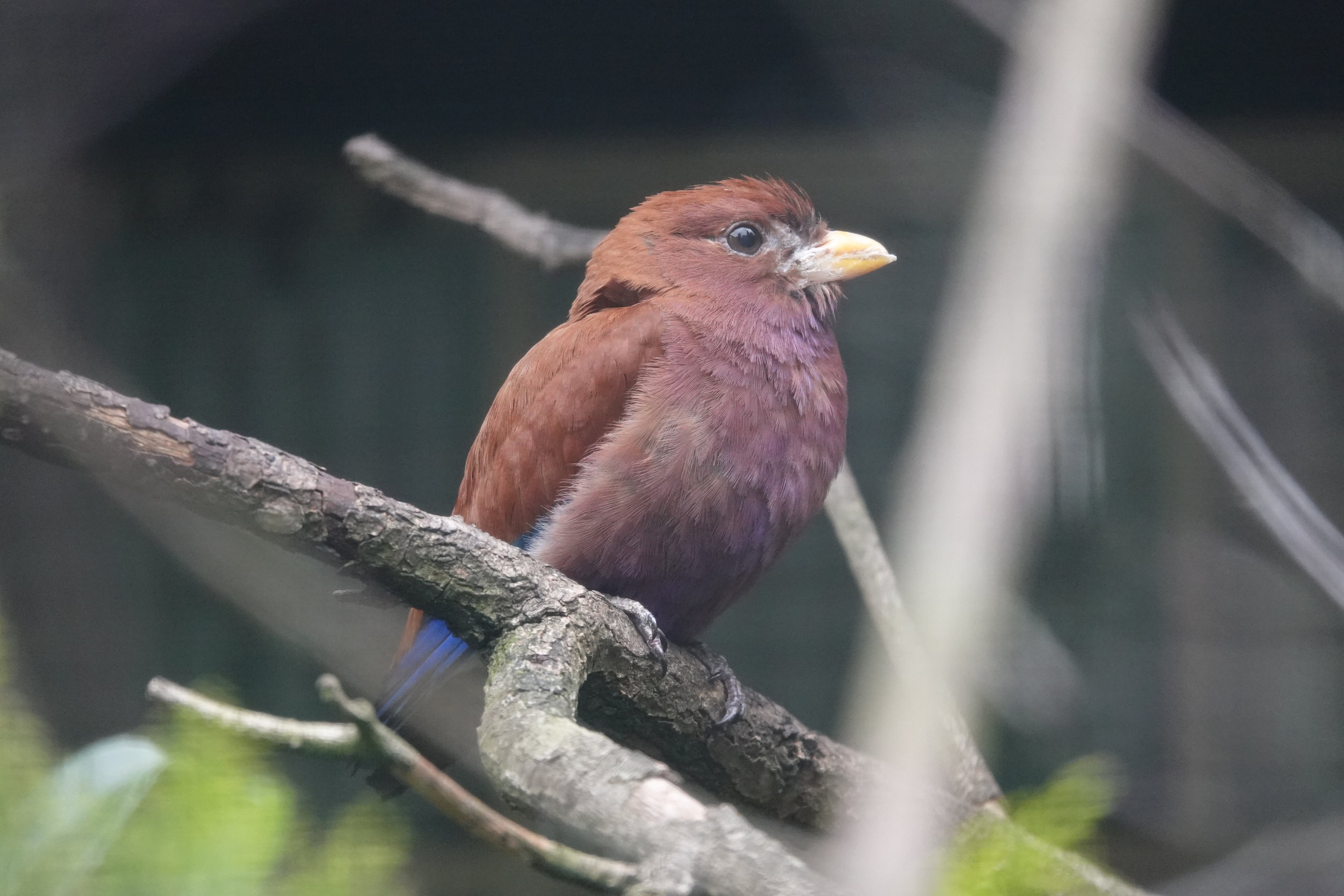 Broad-billed roller