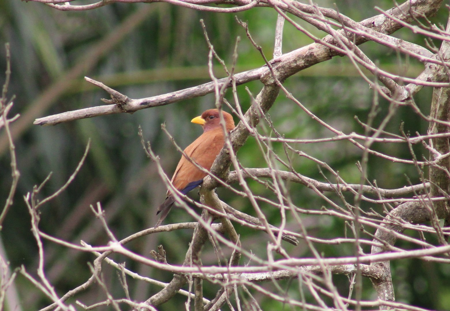 Broad-billed roller