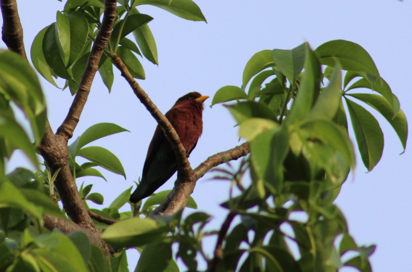 Broad-billed roller