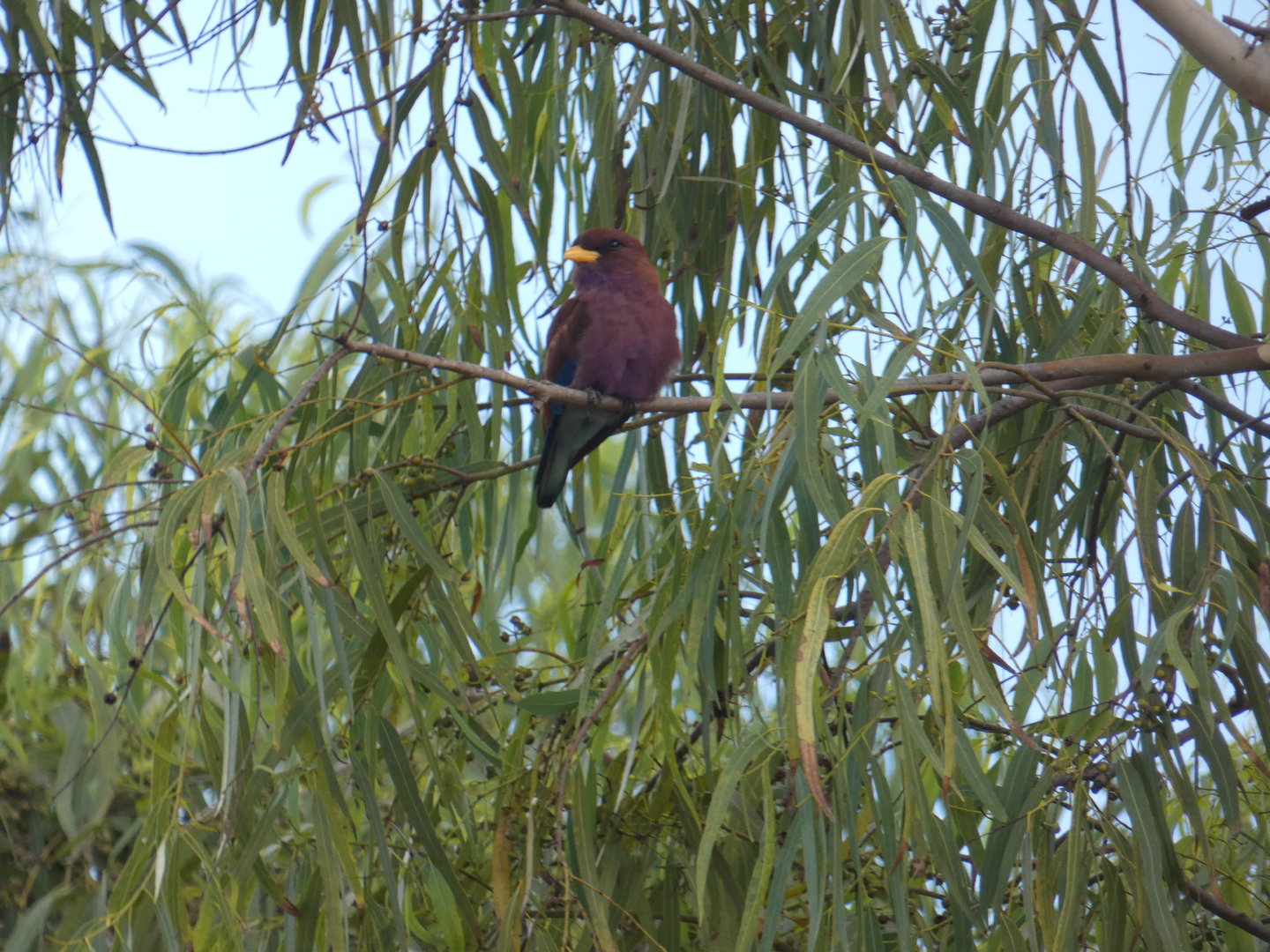 Broad-billed roller