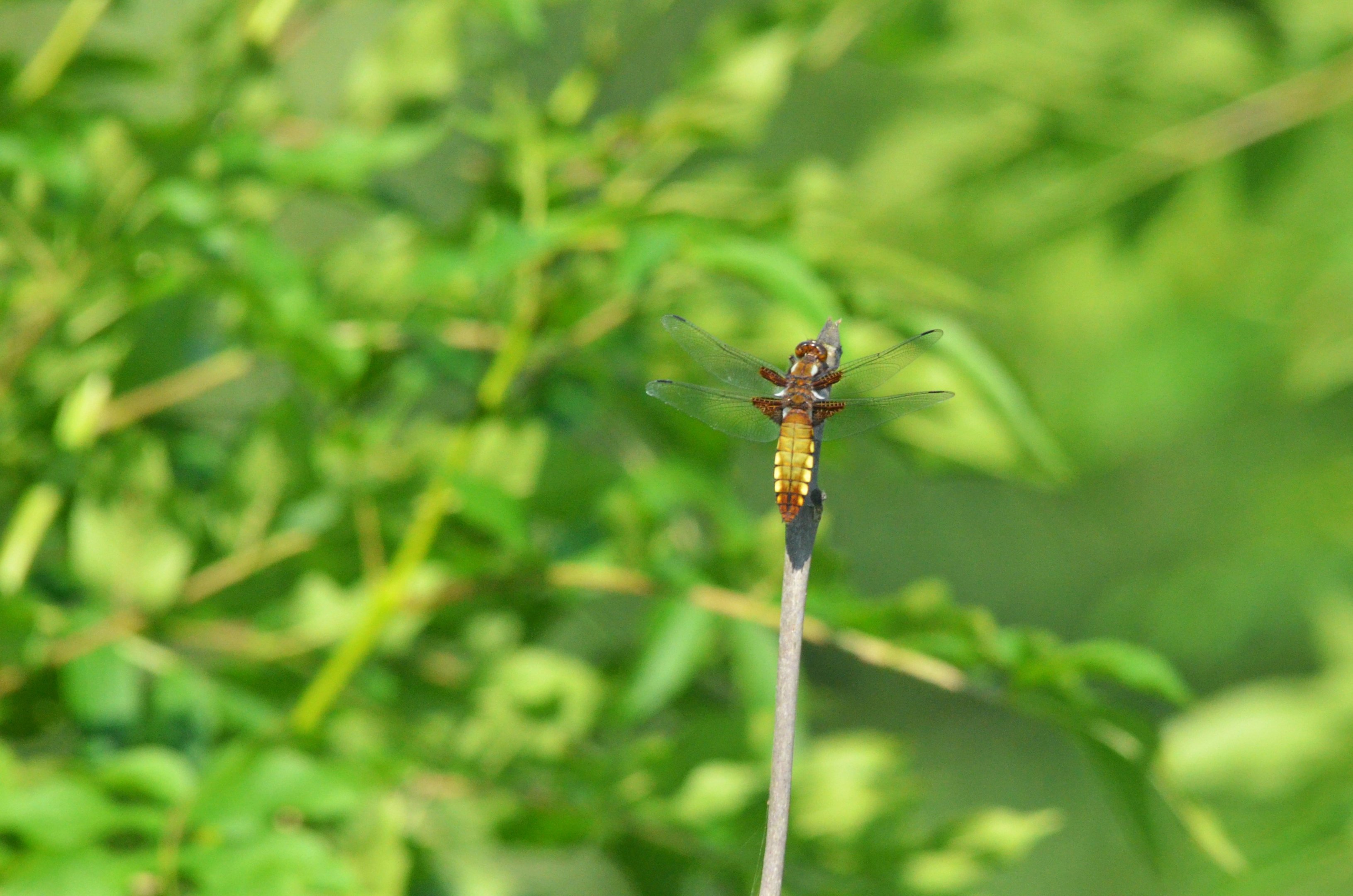 Broad-bodied Chaser, Avenue Washlands, 17/06/17