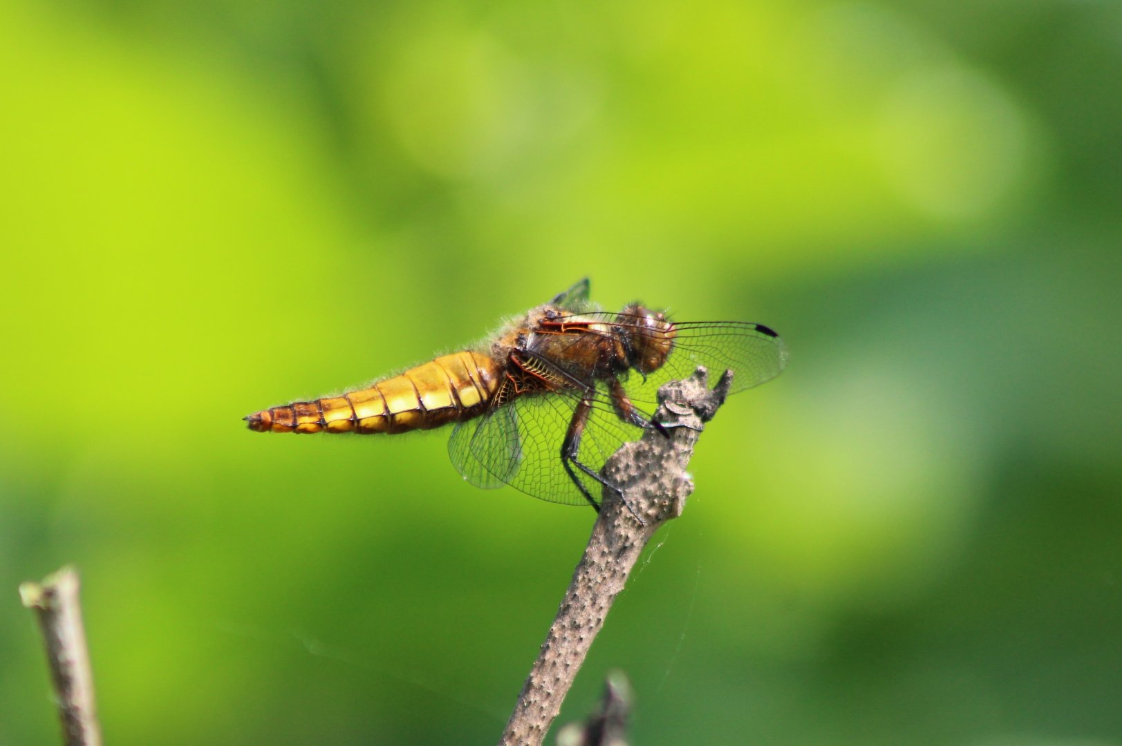 Broad-bodied chaser - Libellula depressa