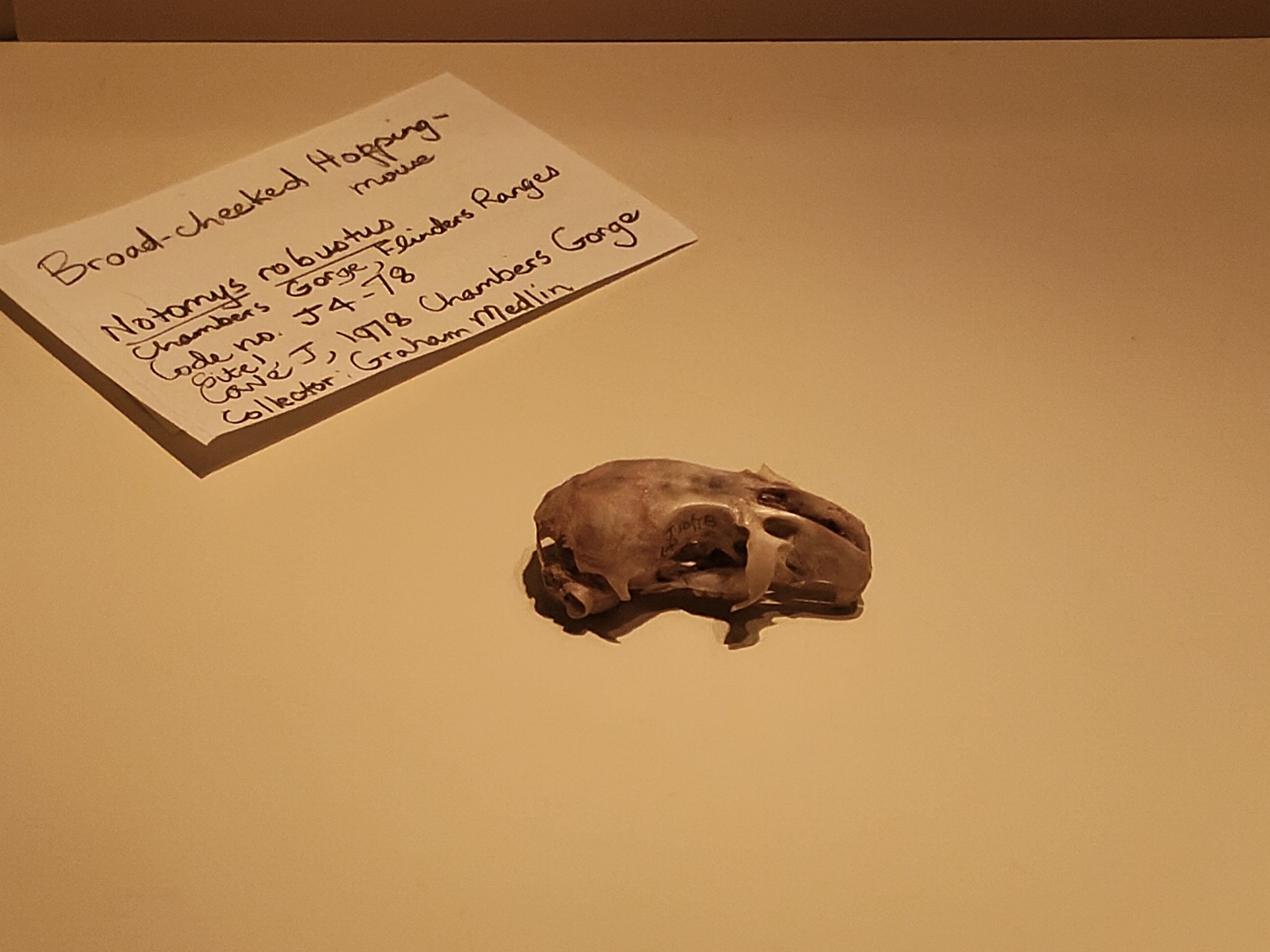 Broad-cheeked Hopping Mouse (Notomys robustus)