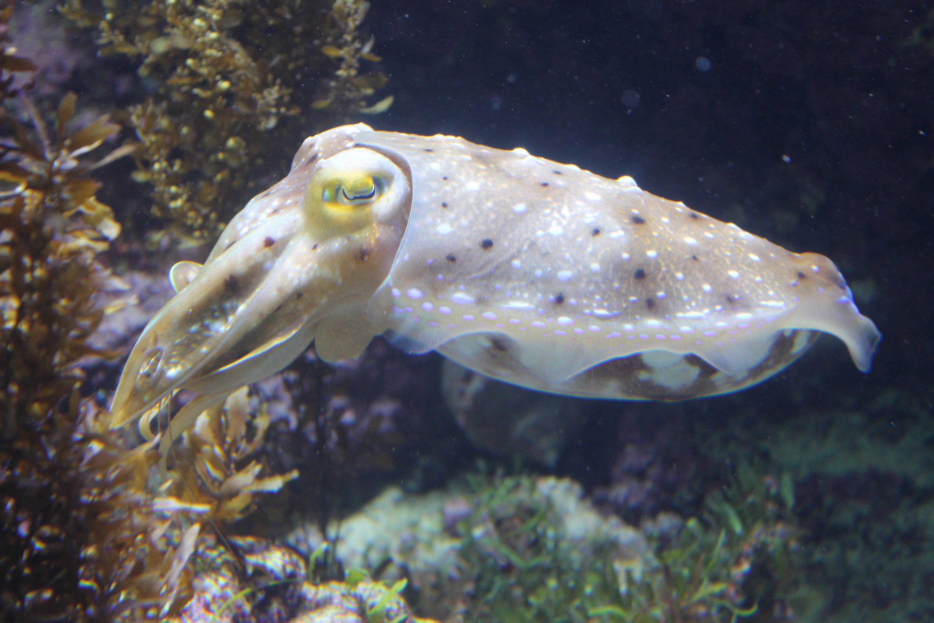 Broad-club Cuttlefish (Sepia latimanus)