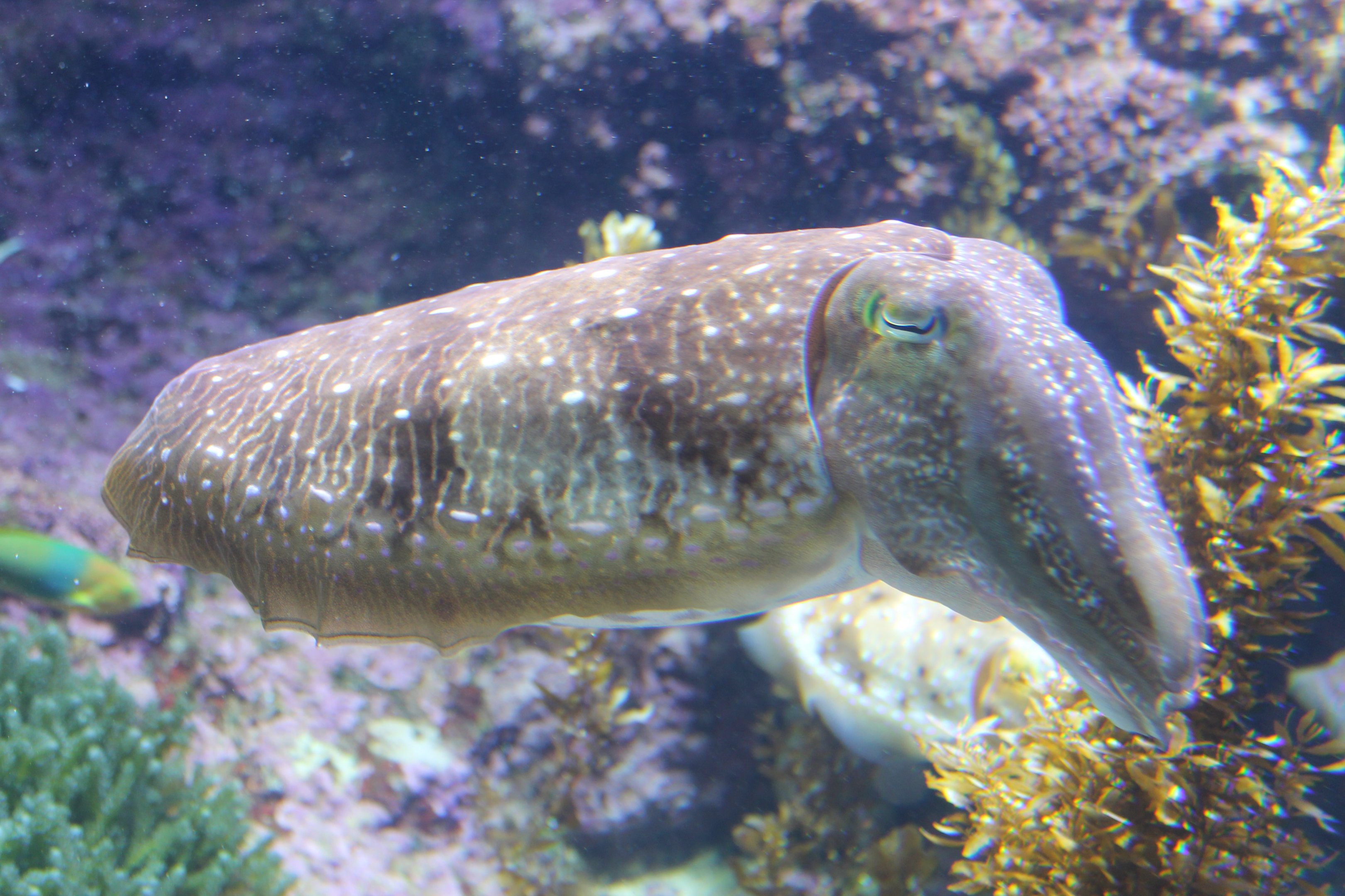 Broad-club Cuttlefish (Sepia latimanus)
