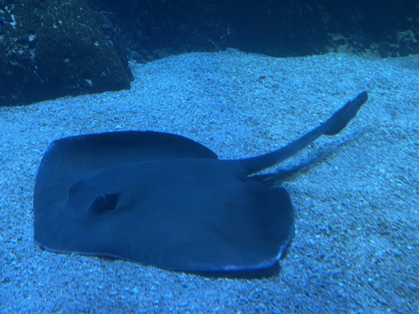 broad cowtail stingray (pastinachus ater) (1)