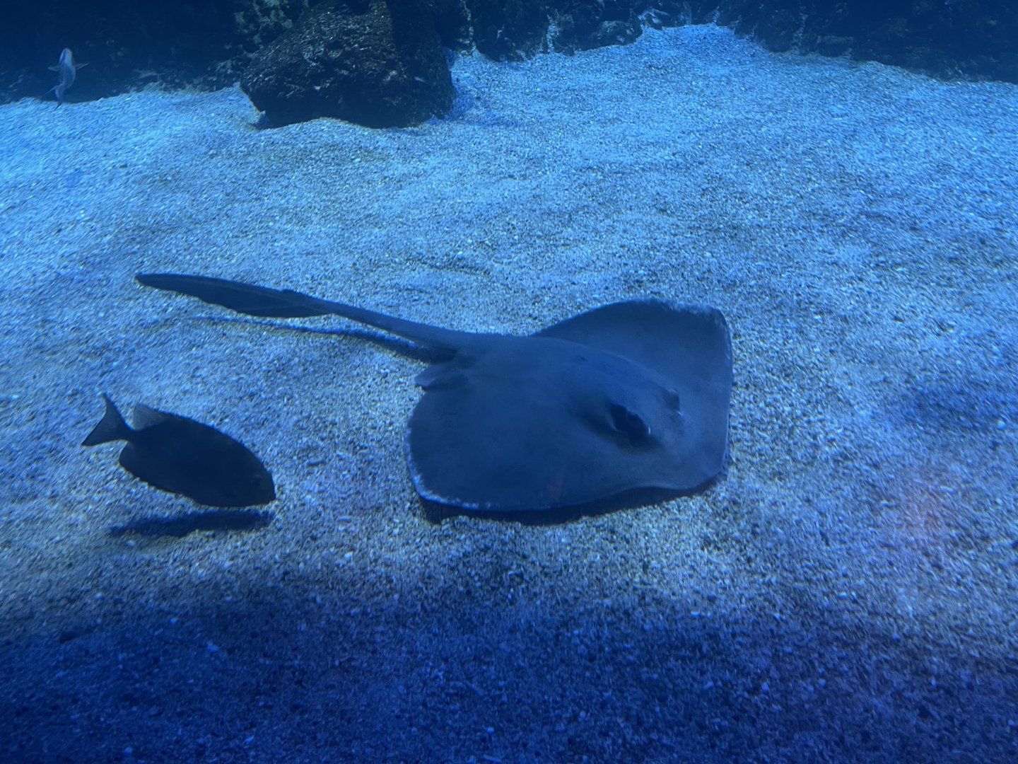 broad cowtail stingray (pastinachus ater) (2)