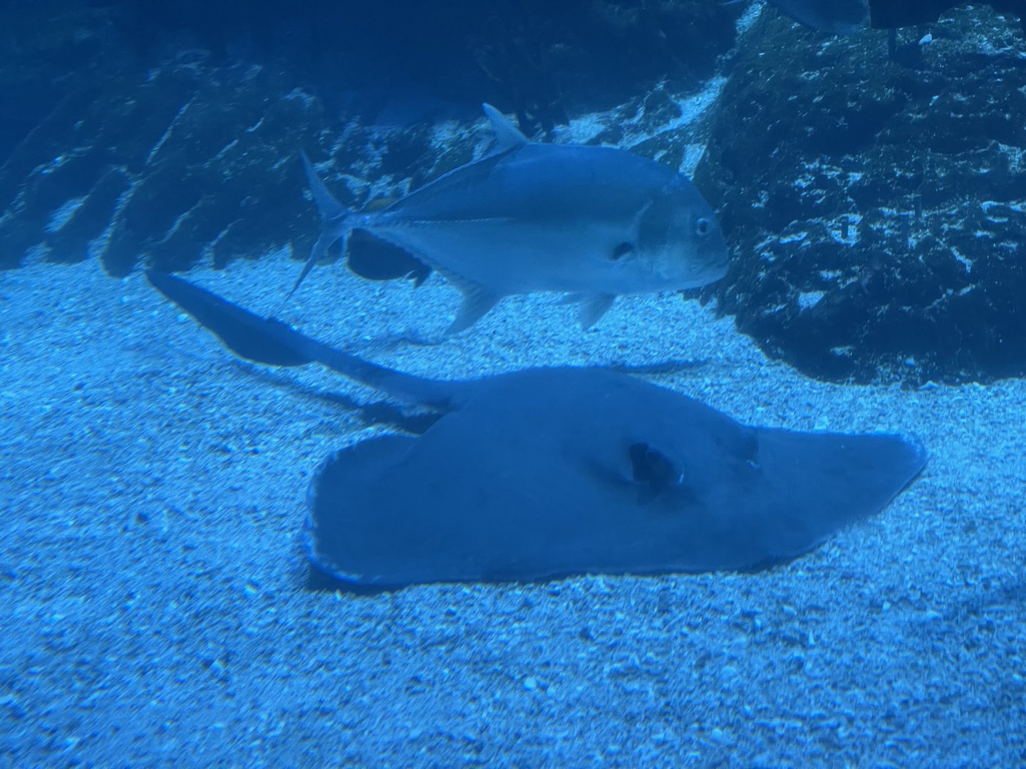 broad cowtail stingray (pastinachus ater) (3)