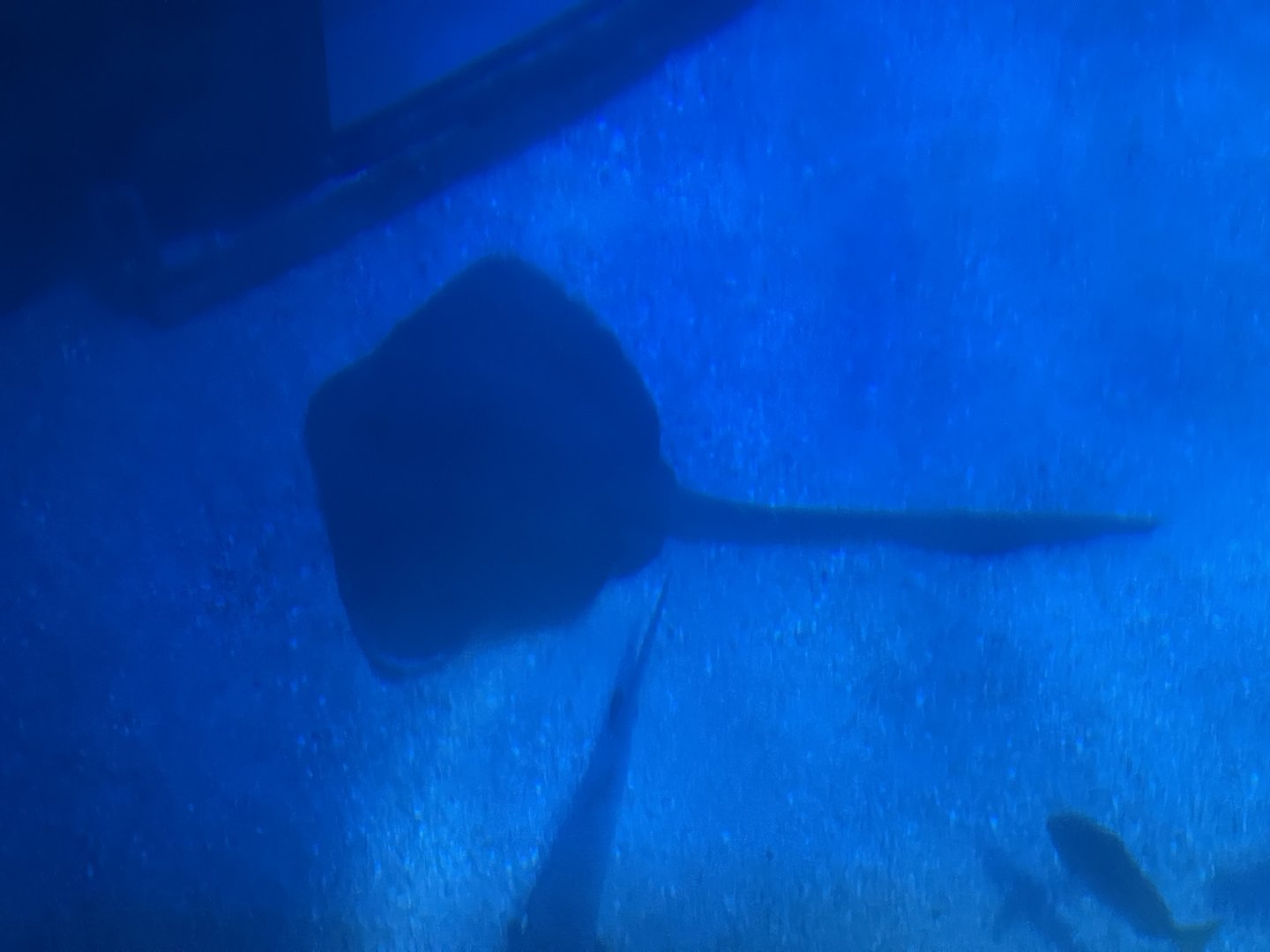 broad cowtail stingray (pastinachus ater) (view from top)
