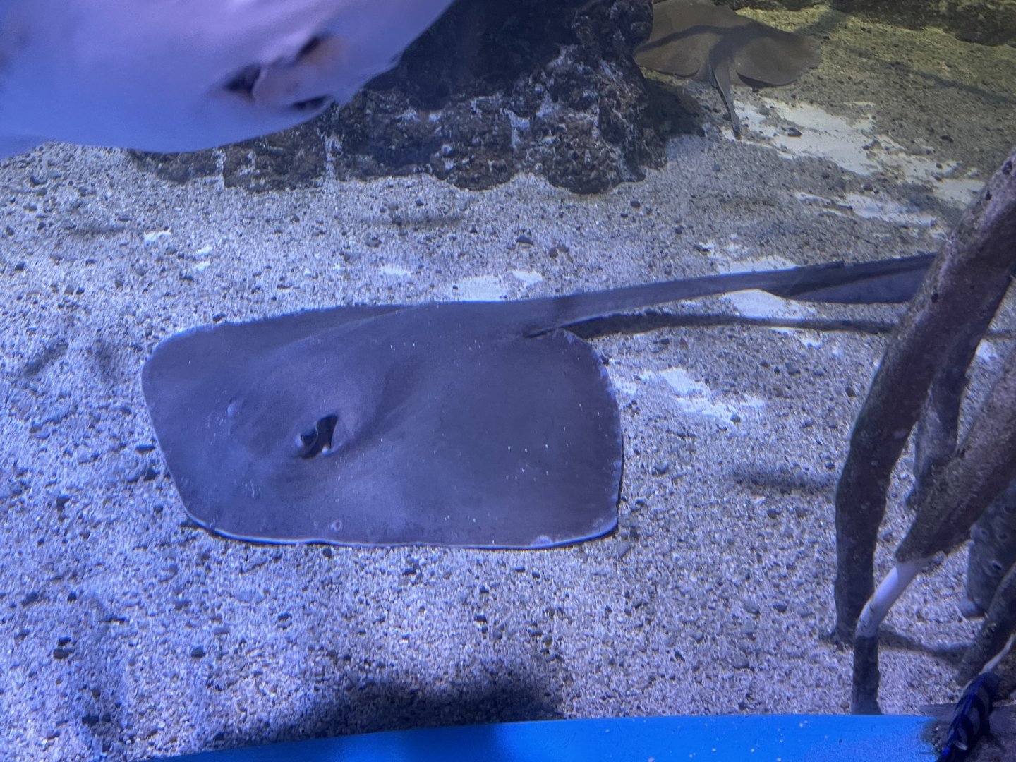 broad cowtail stingray (pastinachus ater)